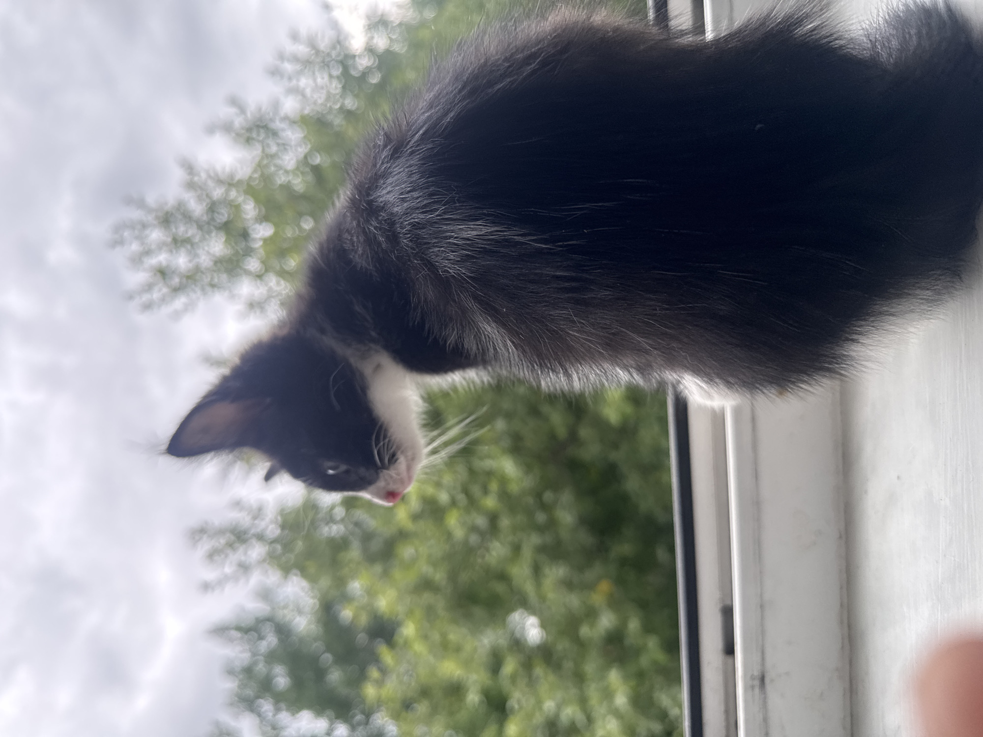 A black and white kitten is captured in a low-angle shot, appearing to hang or peer over an edge. The kitten's head is tilted downwards, with its nose and pink tongue slightly visible. White whiskers fan out from its face, and its eyes are partially closed. The kitten's fur is predominantly black, with white markings on its face and chest. The background is blurred, featuring green foliage and a grey, overcast sky, suggesting an outdoor setting possibly viewed from a window. The lighting indicates it could be daytime. The image is oriented vertically, with the kitten positioned at the top and extending downwards. There is no visible text in the image.