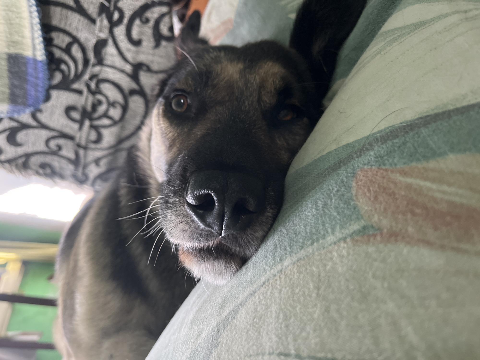 A medium shot captures a dog resting on a patterned surface. The dog's head is in the foreground, tilted slightly to the right, with its eyes open and looking towards the camera. Its nose is dark and wet. The fur is a mix of black, brown, and gray. The dog is lying on a green and white striped surface, possibly a cushion or blanket, with hints of beige and pink in its pattern. In the background, out of focus, is a blurry gray patterned fabric with a checkered blue and green trim. The lighting suggests an indoor environment, possibly near a window. No specific location in Nizhny Tagil, Russia, can be determined from the image.