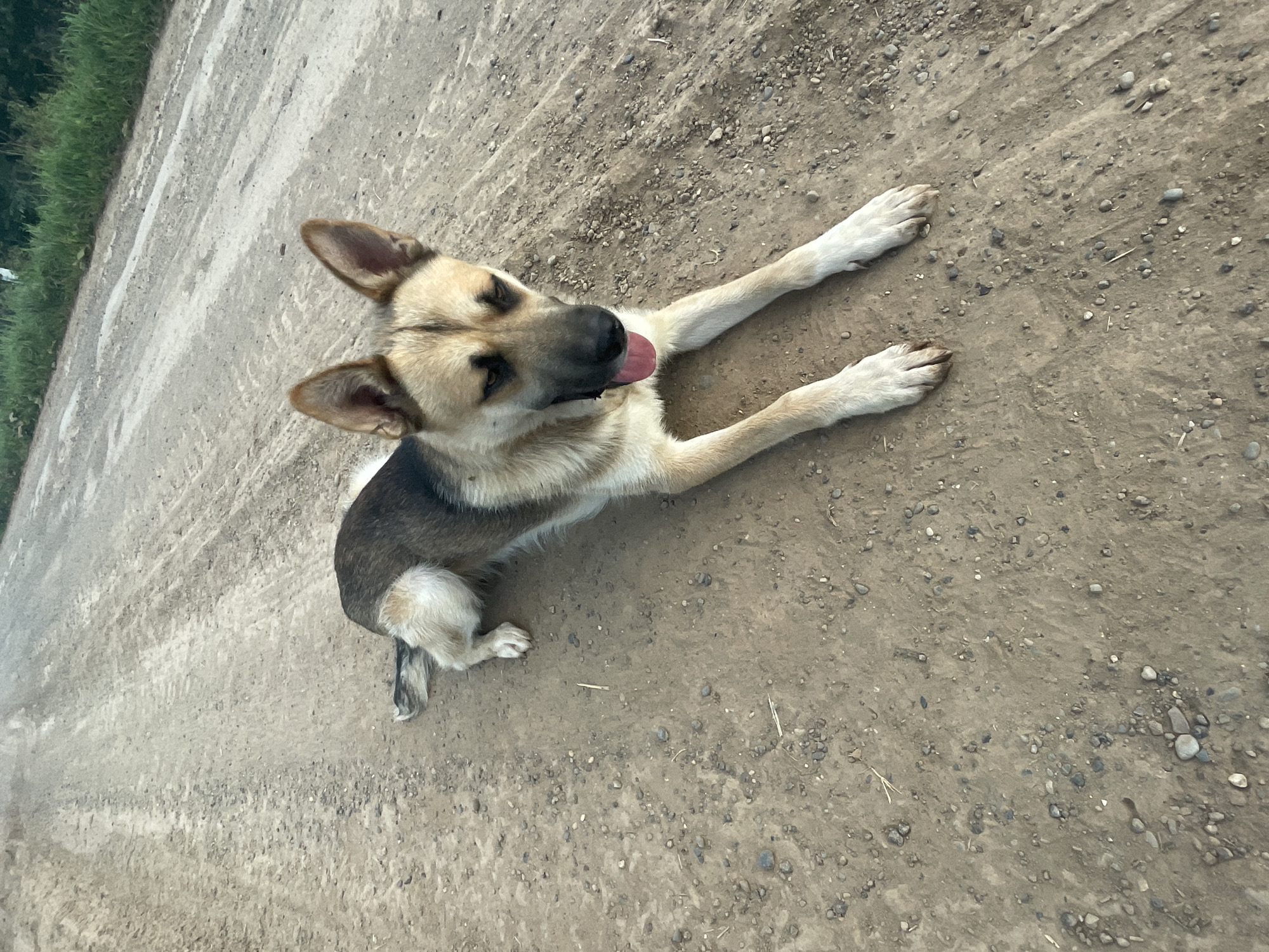 A tan and black German Shepherd dog lies on a dirt road in Panteleevka, Russia, with its tongue hanging out. The road is worn with tire tracks and scattered with small pebbles. Green grass and trees are visible in the background. The dog is facing the viewer with its front paws extended.