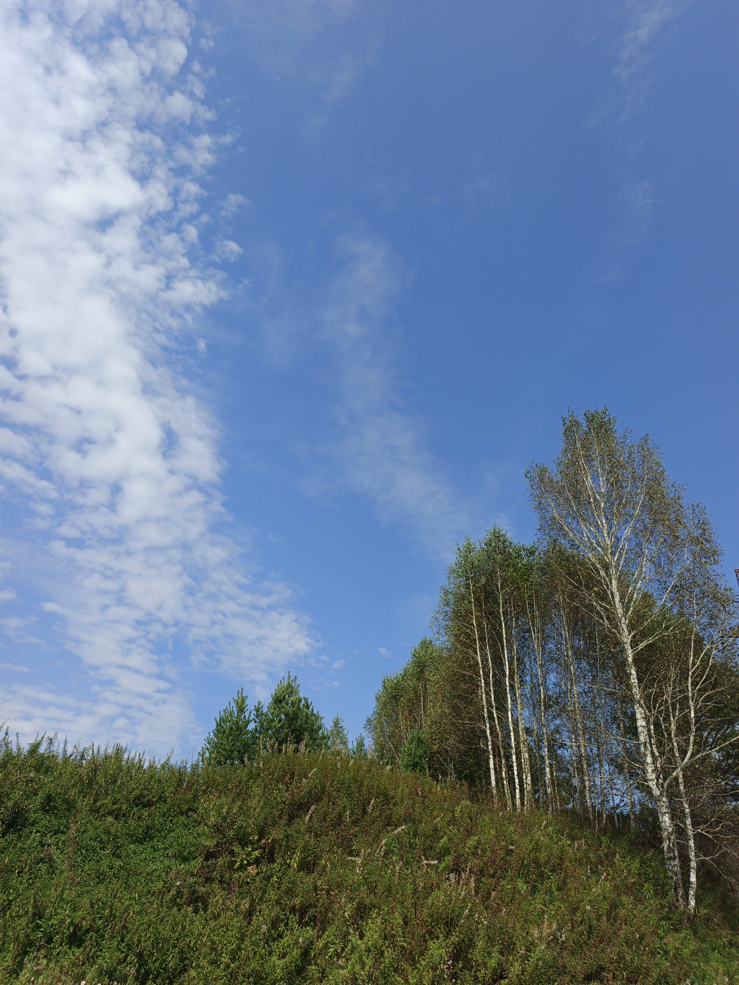 This is a horizontal, eye-level, medium shot of a treeline with a bright blue sky and scattered white clouds in Urtiushka, Russia. The foreground consists of a dense, green, grassy hill with some dry stalks interspersed. The middle ground features a variety of trees, including several slender birch trees with white bark and a few darker green coniferous trees. The background is dominated by a clear blue sky with wispy white clouds that are more concentrated on the left side of the image. The lighting suggests it is daytime with the sun illuminating the scene from the right. No people or animals are visible.