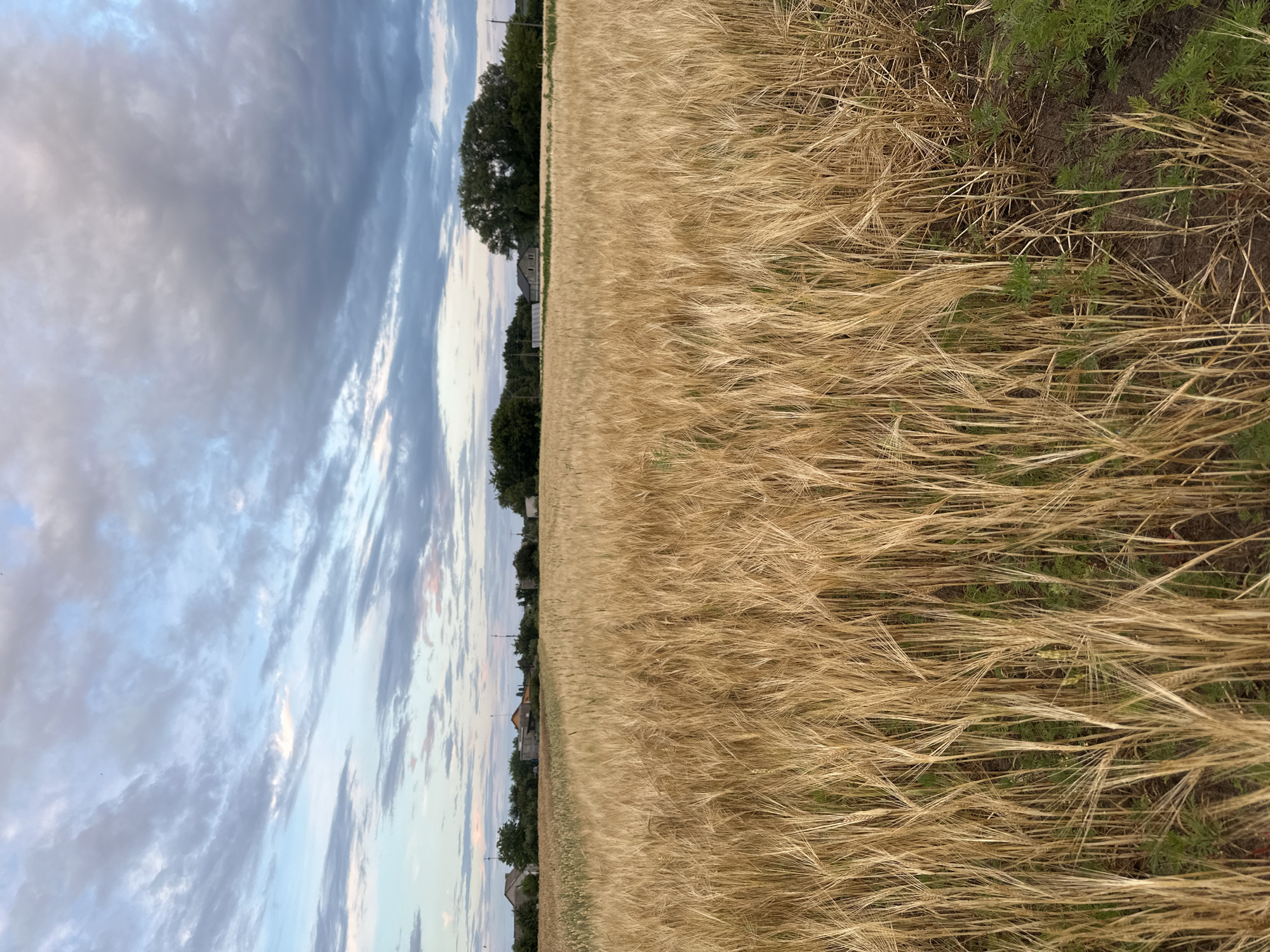 The image depicts a wide, golden field of ripe wheat under a cloudy sky. The wheat stalks are tall and densely packed, creating a textured foreground. In the background, a line of trees and a few scattered houses are visible, suggesting a rural or semi-rural setting. The sky is a mix of light blues and grays, with streaks of pinkish light indicating either sunrise or sunset. The overall impression is one of a serene, agricultural landscape. The location is Yablunivka, Ukraine.