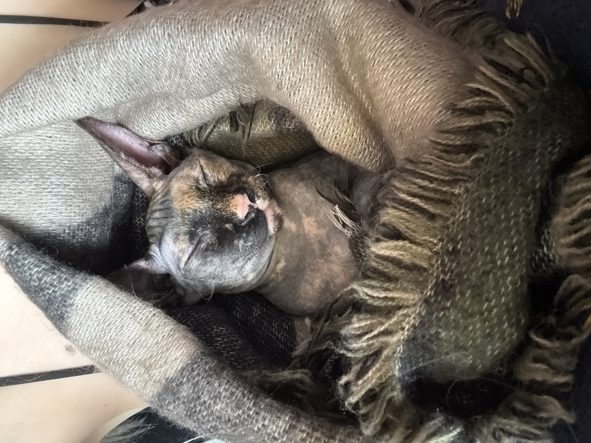 A cat is sleeping, nestled inside of a gray and black fringed scarf. The cat has gray, wrinkled skin with dark markings on its face and a pink nose. Its eyes are closed and its ears are perked up. The scarf is wrapped around the cat, providing warmth and comfort. The location is unknown.