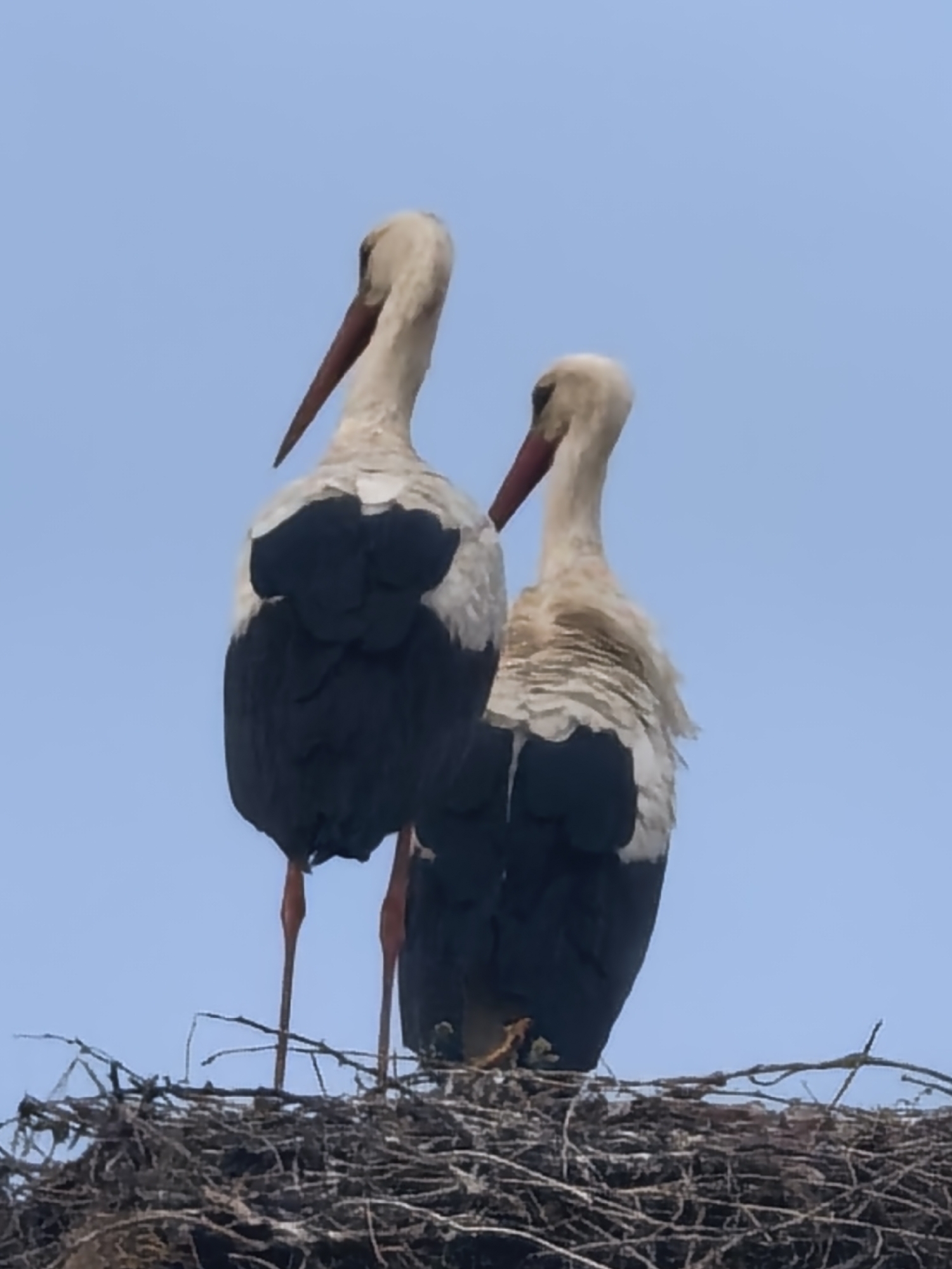 Two large white storks are prominently featured, standing in a substantial nest against a clear, bright blue sky. The birds are viewed from behind, showcasing their white plumage on the body and shoulders, contrasting with their dark, possibly black, primary and secondary flight feathers which form a saddle-like pattern on their backs. Both storks have long, slender, reddish-orange beaks and equally long, thin legs of a similar hue, which are partially obscured by the nest.
The stork on the left is positioned slightly forward and to the left, with its head turned to its right, looking towards the right stork. The stork on the right is positioned slightly behind and to the right of the first, with its head also turned to its right, and appears to be looking down into the nest. Their posture suggests a calm and watchful presence.
The nest itself is large and appears sturdy, constructed from a dense collection of dark, intertwined sticks and branches. It occupies the lower portion of the image, providing a natural base for the birds. Faint, dark shapes are barely discernible deep within the nest material, potentially indicating young or eggs, though this is not clearly visible.
The scene takes place during the daytime under a cloudless sky, suggesting fair weather. There are no discernible location cues beyond the natural nest and sky, implying an outdoor, possibly elevated, natural habitat. No text is visible in the image.