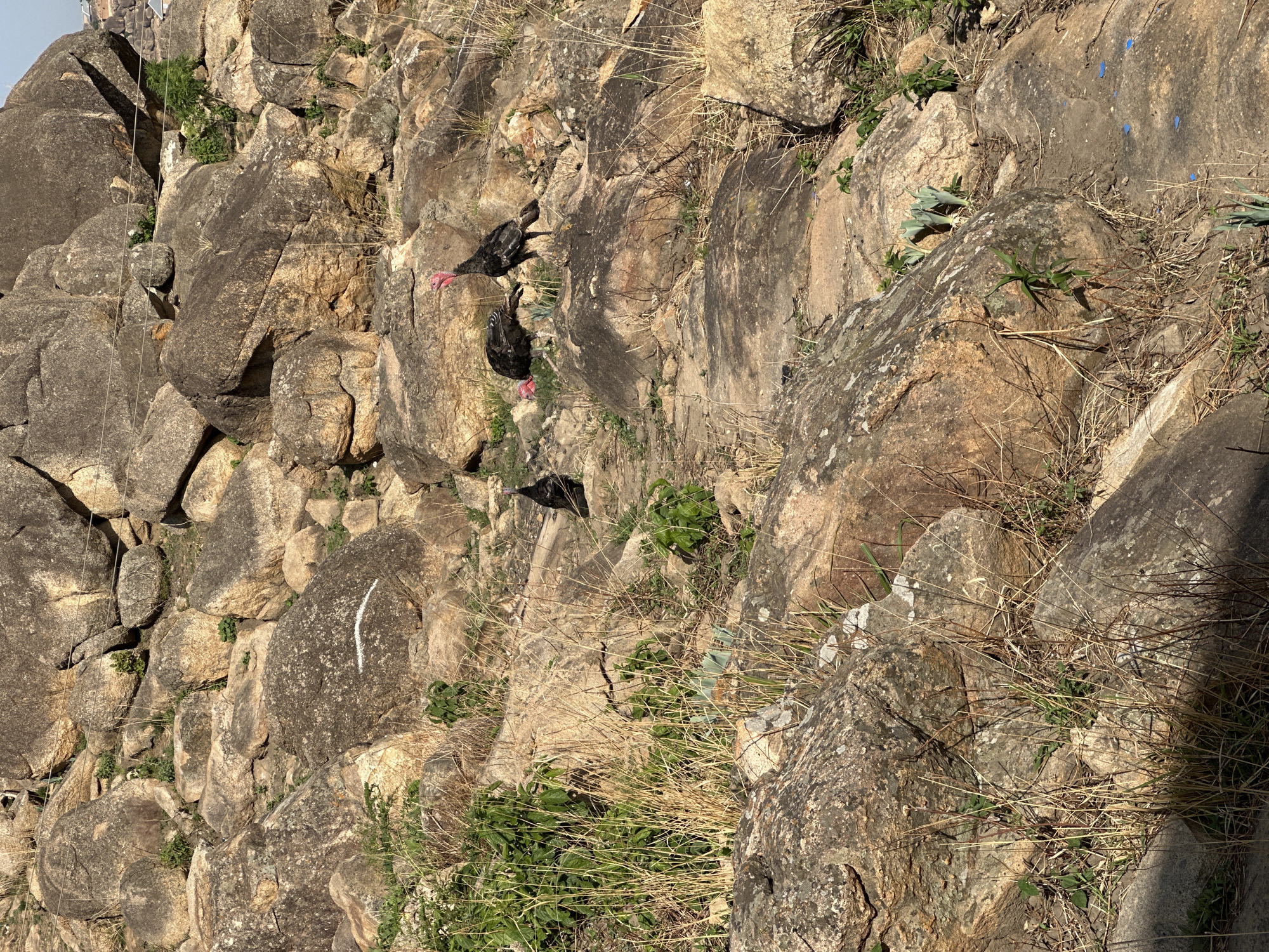 The image depicts a rocky landscape, likely a hillside or rock outcrop, in Jos, Nigeria, based on the environment and the birds present. Three vultures, identifiable by their dark plumage and pink heads, are perched among the rocks. The rocks are a mix of light and dark brown, with patches of vegetation consisting of dry grass and green plants growing in the crevices. The lighting suggests a sunny day. The vultures appear to be stationary, possibly resting or scavenging. The rock formation has climbing ropes visible. There is no indication of any other people or animals.