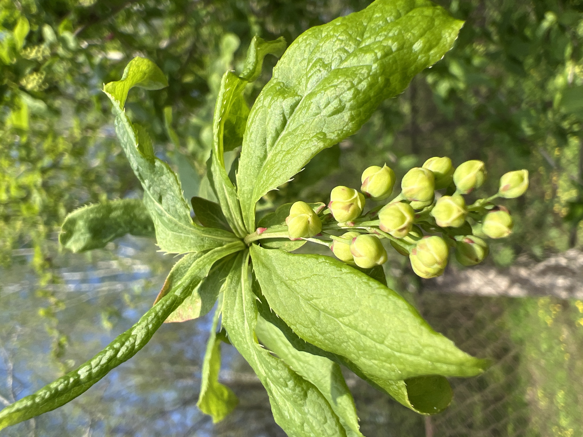 In the city of Ильинская Поляна Снт, Russia, the image shows a close-up view of a plant with green leaves and a cluster of green buds. The leaves are arranged in a circular pattern around the stem, and the buds are tightly clustered together. The background is blurred, suggesting a shallow depth of field, but appears to be a natural environment of trees and sky.