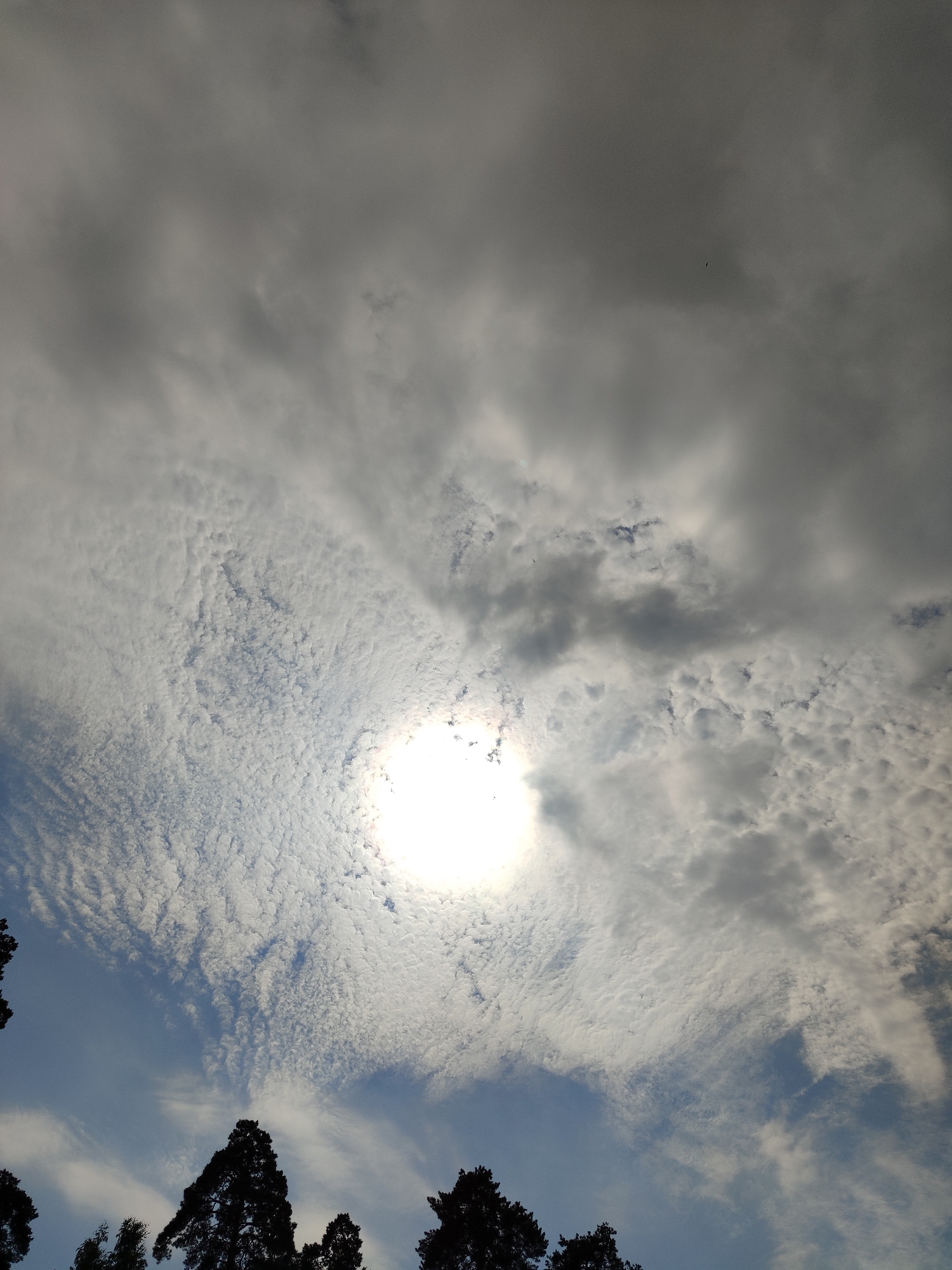 The image shows a view of the sky with a bright sun partially obscured by clouds. The clouds are varied, with some appearing thin and wispy, while others are thicker and darker, casting shadows. The sun is a brilliant white orb in the center of the frame, creating a lens flare effect. In the lower portion of the image, the silhouettes of evergreen trees are visible against the sky. The lighting suggests it is daytime. The location is the city of Unknown, Unknown.