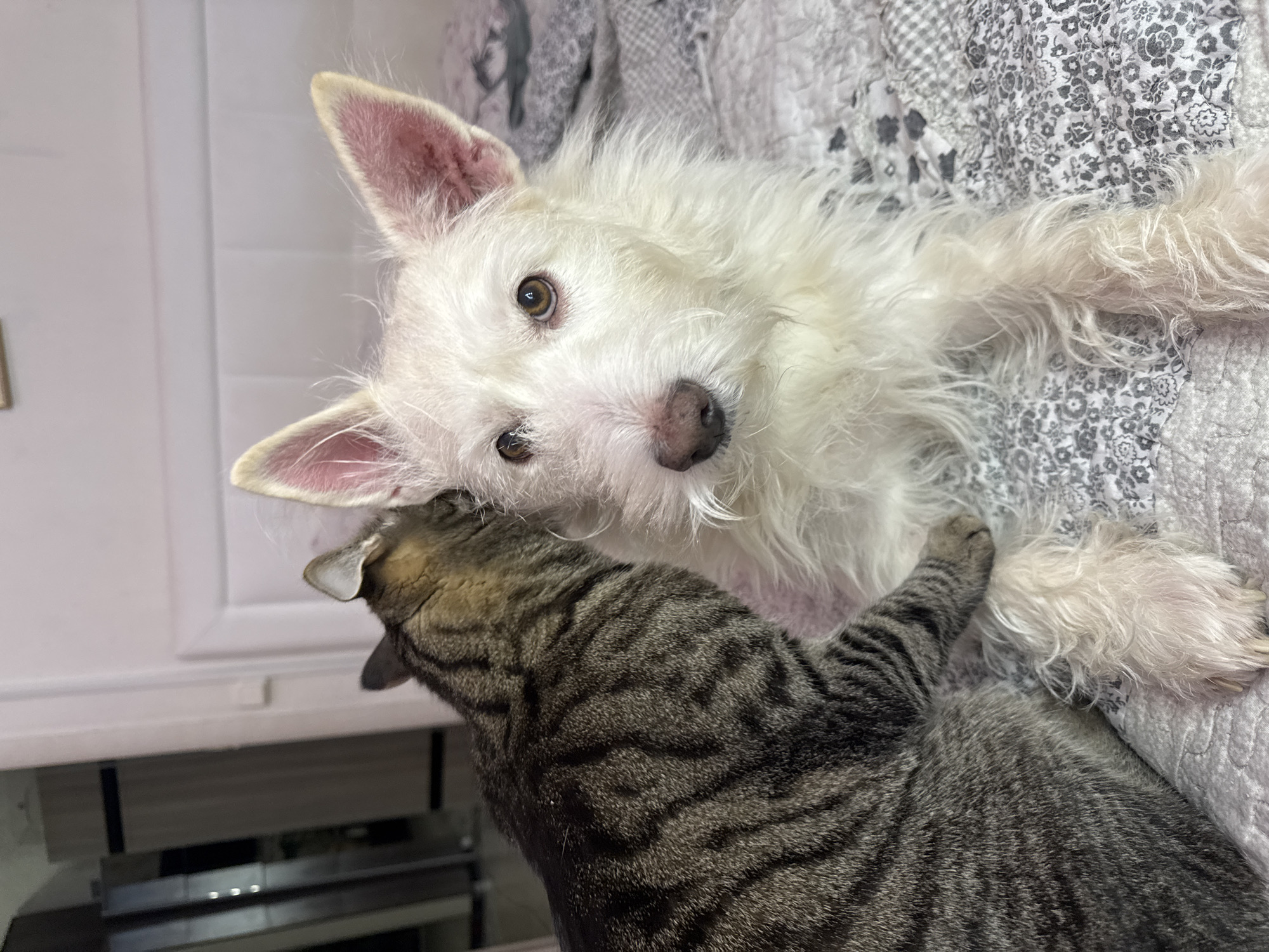 This image, captured indoors in Chaikovsky, Russia, displays a white shaggy-haired dog and a striped tabby cat on a bed. The dog is positioned prominently in the foreground, facing directly towards the viewer with brown eyes. Its muzzle is dark pink. The tabby cat, featuring dark brown stripes, is situated behind and to the left of the dog, with its head appearing to nuzzle or press against the dog's left ear and neck area. The animals are resting on a quilted bedspread with a grey and white floral and geometric pattern. In the background, a white headboard is visible, alongside a light-colored wall or doorframe and a dark, reflective furniture piece (possibly a wardrobe) to the far left. No human subjects are present.