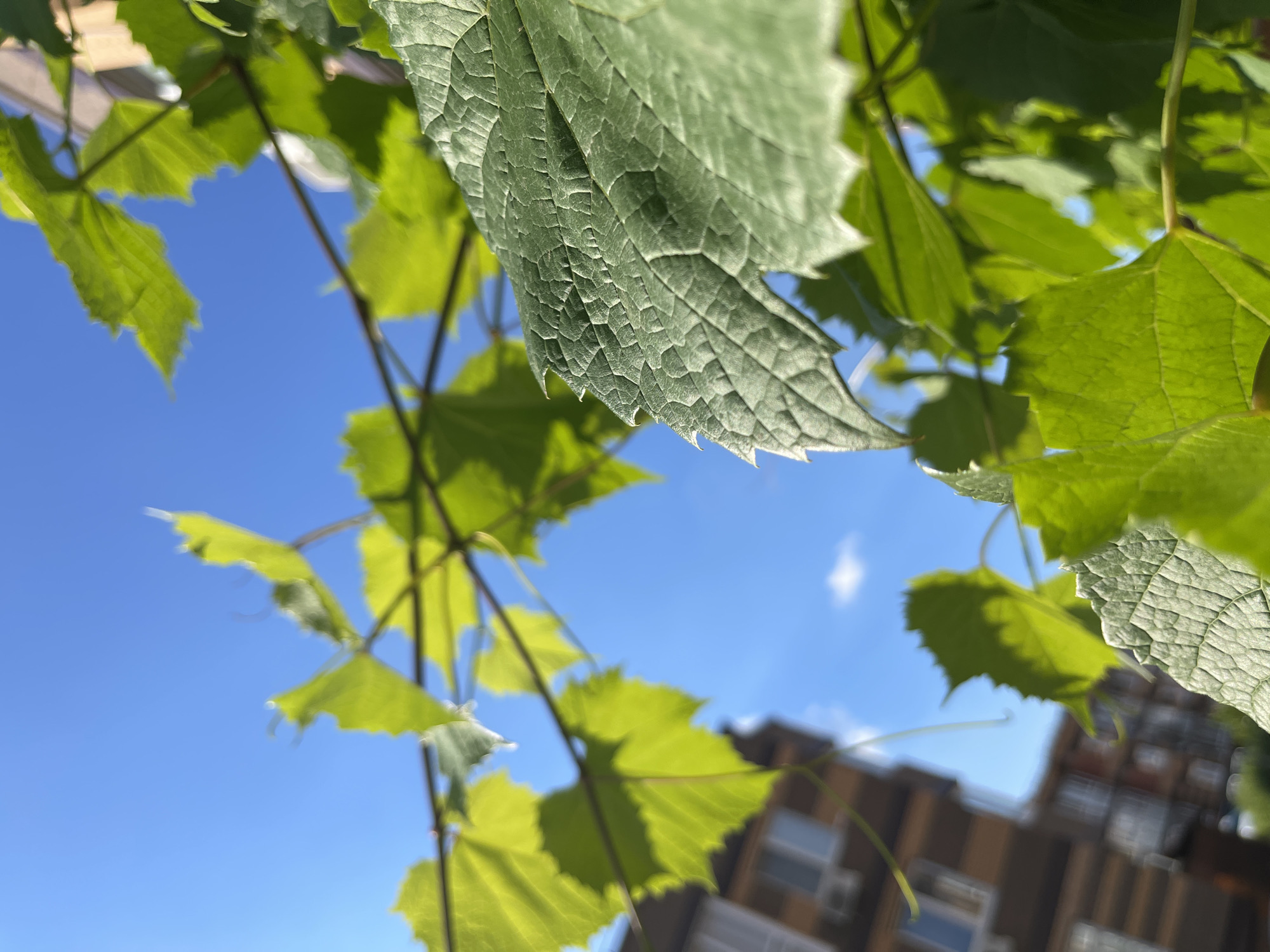 The image shows a close-up view of green grape leaves against a bright blue sky. A building with windows and brown siding is visible in the background, out of focus. The scene appears to be outdoors in the city of Kommunarka, Russia.