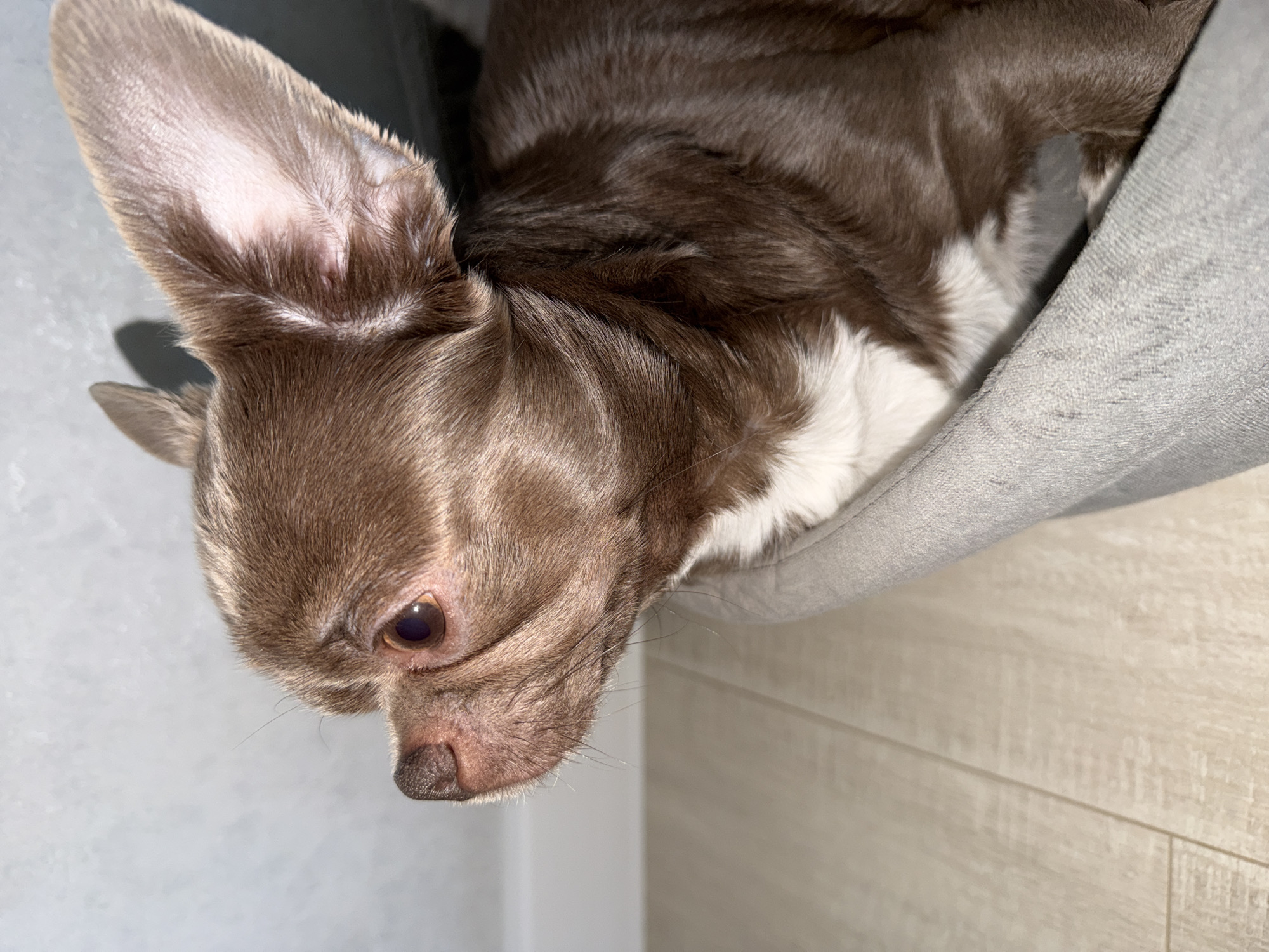 A close-up, angled view of a brown and white Chihuahua is presented. The dog appears to be nestled in or against a gray, textured material. The dog's head is the primary focus. A portion of the dog's body is visible towards the upper right corner. The background includes a wall and flooring with a wood-grain pattern. There is no indication in the image that this photo was taken in Votkinsk, Russia.