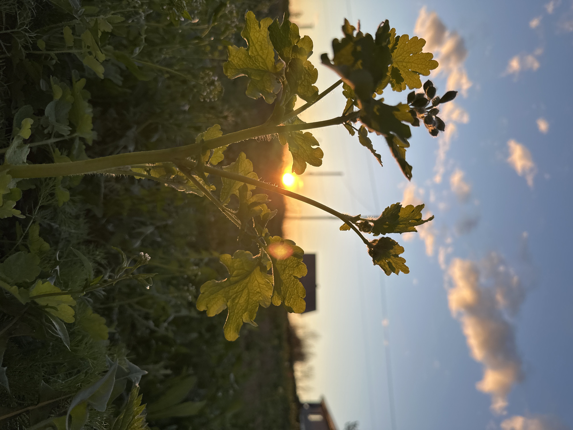 The image shows a plant with green leaves and hairy stems silhouetted against a sky with the sun visible near the horizon. The sky is blue with white clouds. The foreground is filled with green vegetation. A house and some power lines are visible on the horizon. The location is Прикамский, Russia.