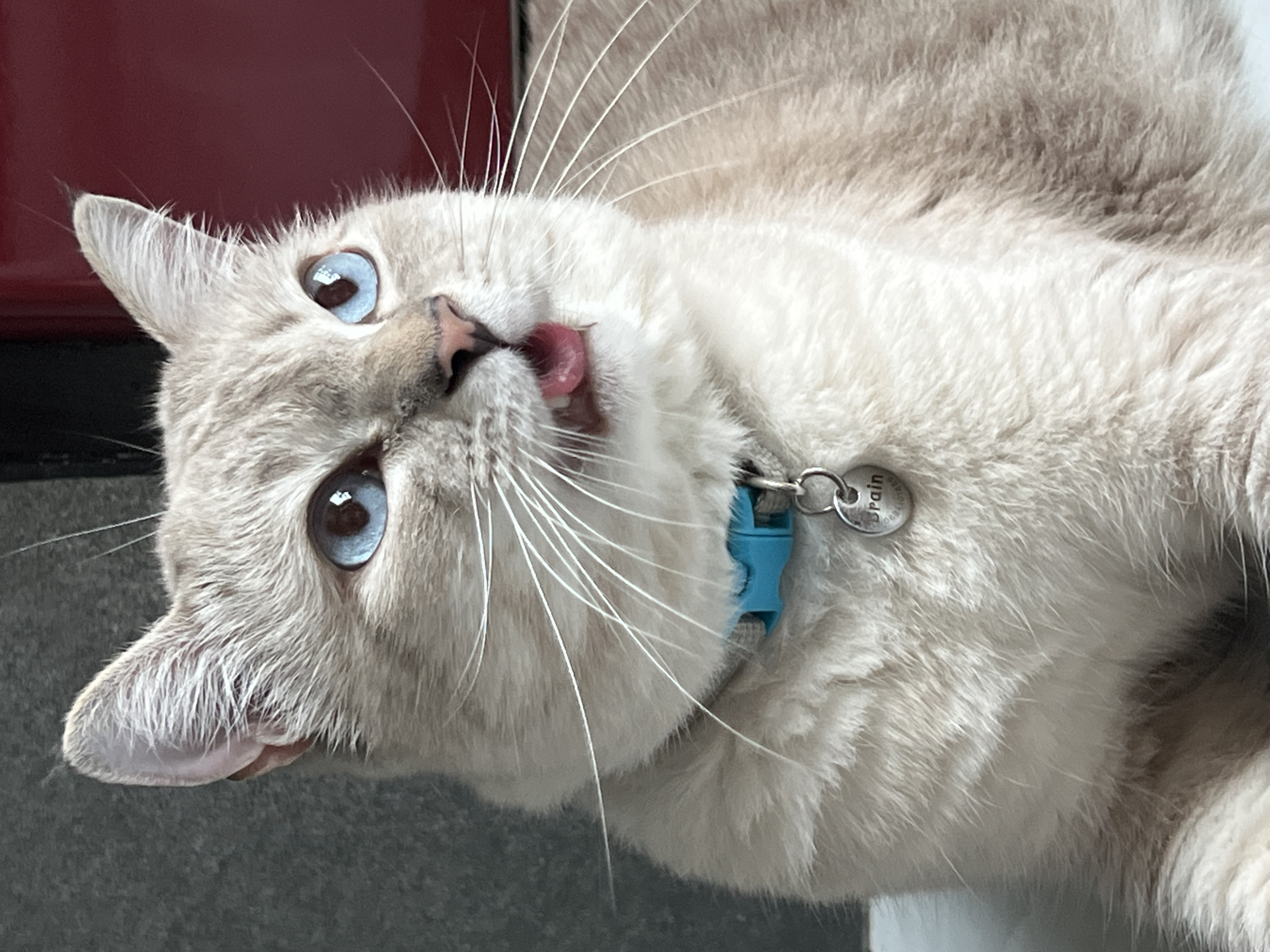 A close-up, eye-level shot captures a Siamese cat with striking blue eyes. The cat is facing right, with its mouth slightly open and tongue visible. It wears a bright blue collar with a circular silver tag that has the word "Brain" engraved on it. The cat's fur is a light cream color with darker points on its ears and face. The background is a textured dark gray wall on the left and a blurred red surface on the right. The lighting is natural, casting soft shadows. The image is sharp, focusing on the cat's face and the collar.