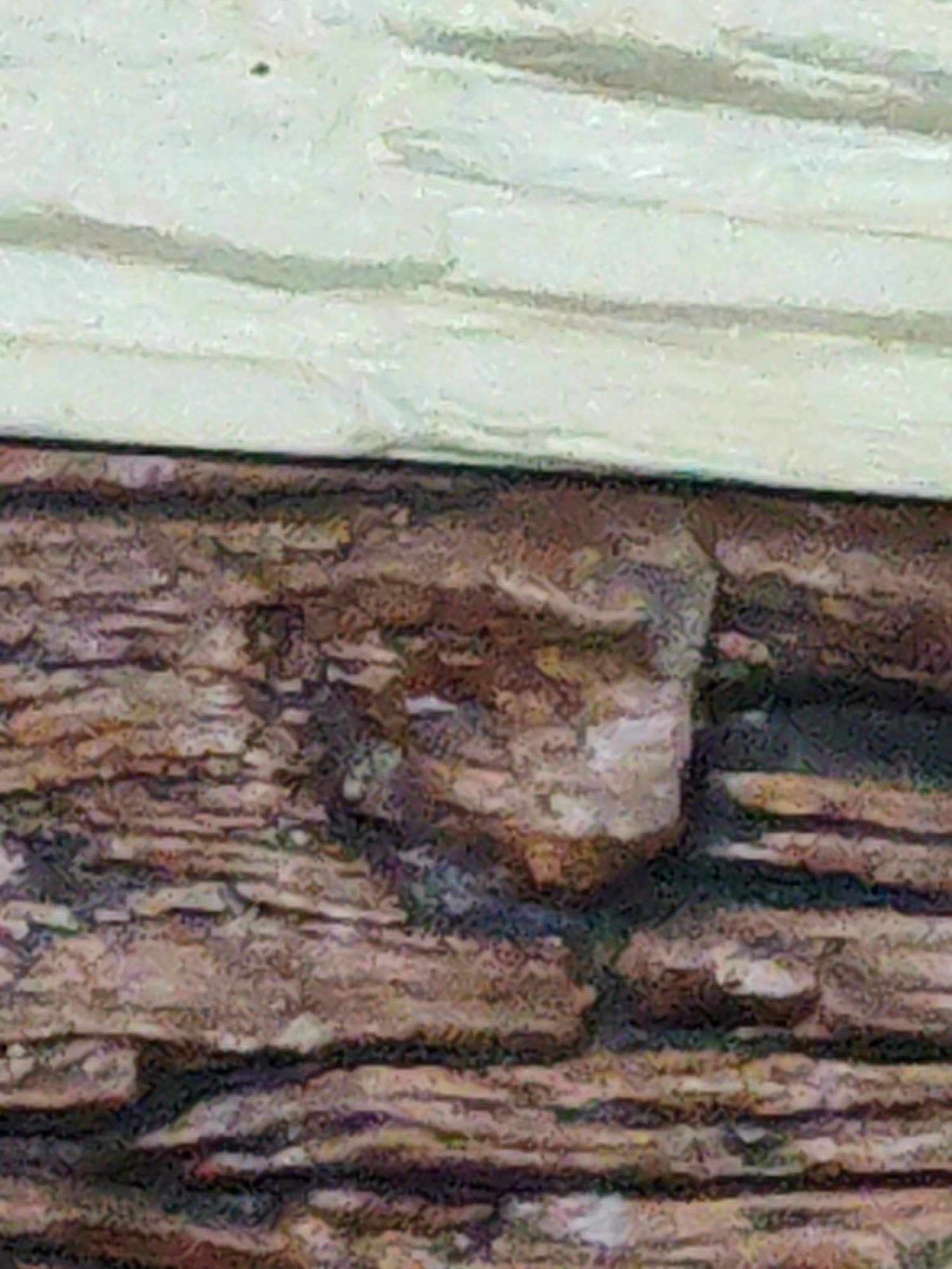 The image shows a close-up of a textured wall with a white, possibly wooden, horizontal strip at the top. The main body of the wall is composed of dark brown, layered material that appears like stacked, weathered wood or bark. The surface of the wall is uneven, with a small, rounded, light-colored protrusion.