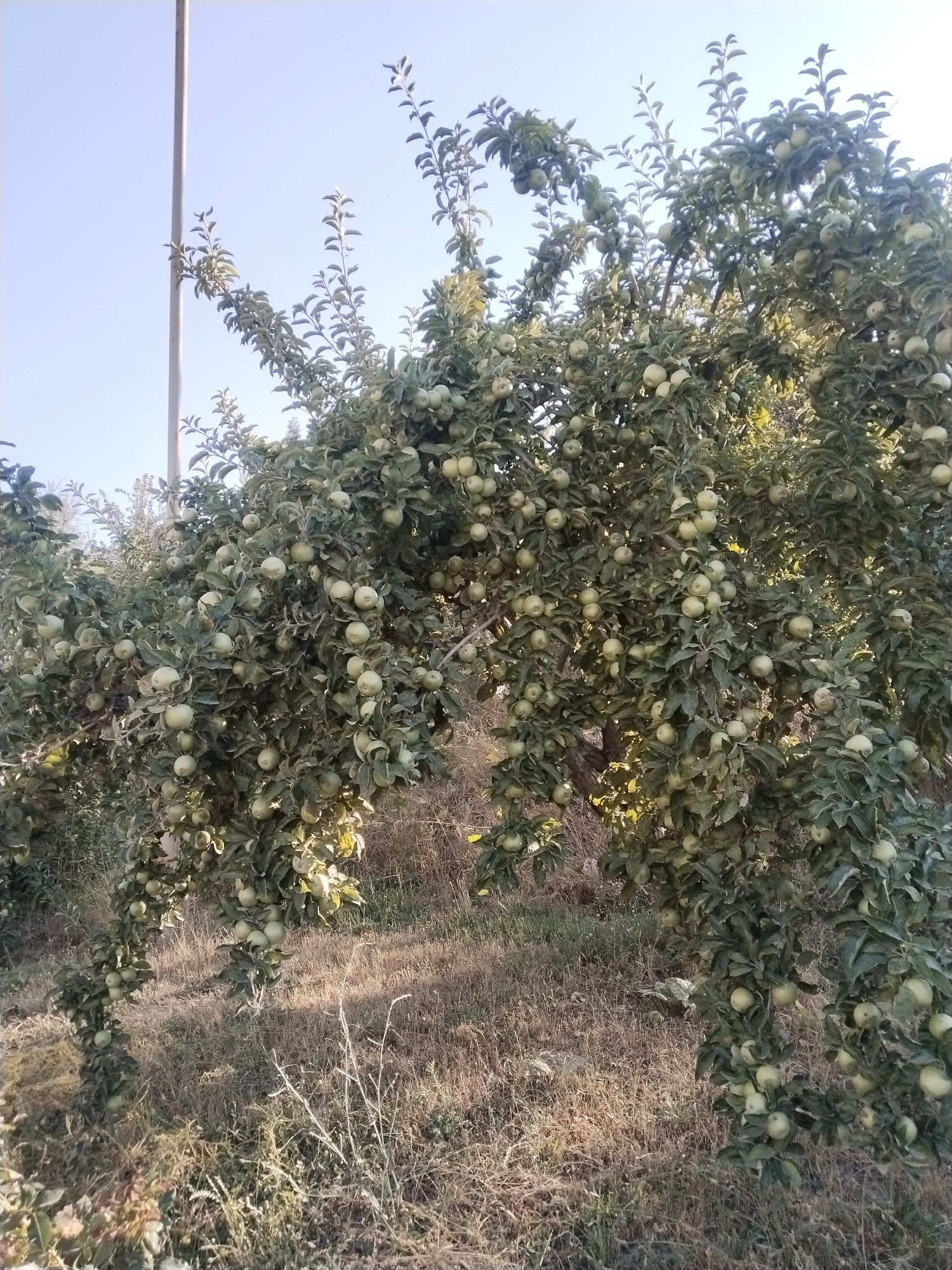 An apple tree laden with unripe, pale green apples is the central subject of this outdoor, daytime scene. The tree branches are thick and leafy, with the apples distributed throughout. To the left of the tree, a tall, slender pole, possibly a utility pole or part of a structure, rises vertically against a clear, pale blue sky. The ground beneath the tree is covered in dry, brown grass and some scattered vegetation, suggesting a rural or natural setting. The overall lighting indicates it is likely late afternoon or early morning, with shadows cast by the tree and foliage. The image appears to have been taken in Akata, Uzbekistan, based on the prompt.