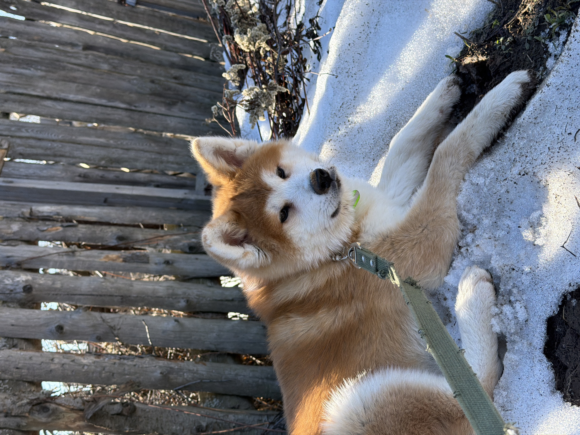 A light brown and white Akita puppy is depicted lying on its back or side in a snowy outdoor environment. The dog has fawn-colored fur with distinct white markings on its chest, belly, paws, and parts of its face, and possesses dark eyes and a black nose. It wears a light green collar from which a matching green leash extends downwards. The puppy's expression appears curious and playful as it looks towards the viewer.
To the left of the dog, an old, weathered wooden fence, constructed from rough planks, stands vertically. The wood is grey and aged, suggesting a rustic setting. On the right side of the image, the ground is covered in patchy, granulated snow, interspersed with areas of exposed dark soil and some dry, brown, bushy vegetation. The presence of both snow and visible soil suggests either early spring or a relatively mild winter day.
The scene is brightly lit by direct sunlight, casting highlights on the snow and the dog's fur, indicating a clear and sunny sky. The overall impression is one of a cheerful moment of outdoor play. There is no visible text in the image. The location is Chaikovsky, Russia.