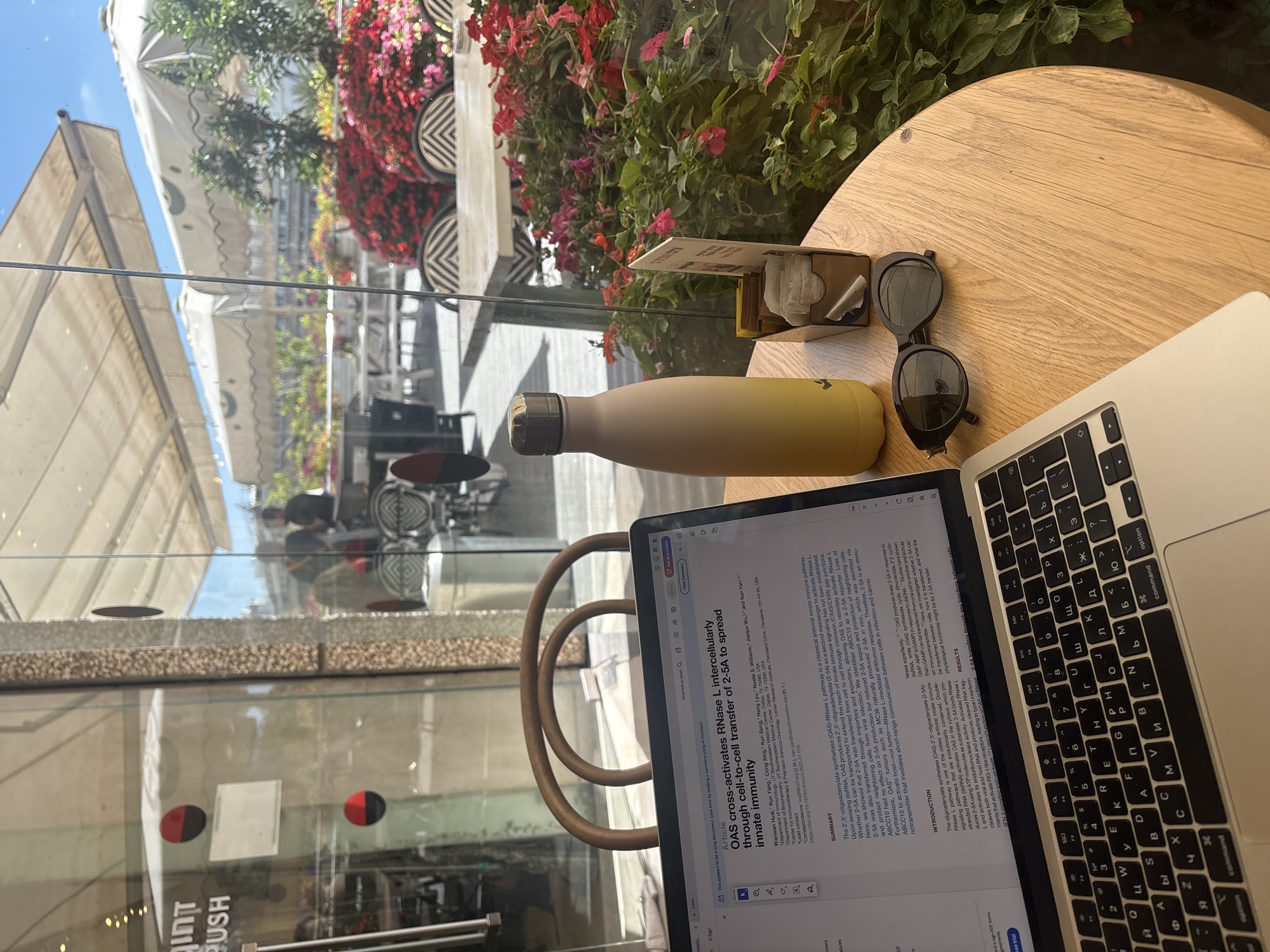 The image captures a table at an outdoor cafe in Tel Aviv, Israel, bathed in natural sunlight. A laptop is open, displaying a scientific article titled "OAS cross-activates RNase L intercellularly through cell-to-cell transfer of 2-5A to spread innate immunity." Next to the laptop sits a yellow insulated water bottle, a small cardboard holder with sugar packets and stirrers, and a pair of black sunglasses. The cafe setting is visible in the background, with tables, chairs, and umbrellas suggesting a lively dining area. Lush red and pink flowers frame the scene, adding a vibrant touch to the outdoor ambiance. The overall impression is one of a focused individual enjoying a productive moment in a pleasant, sun-drenched urban environment.