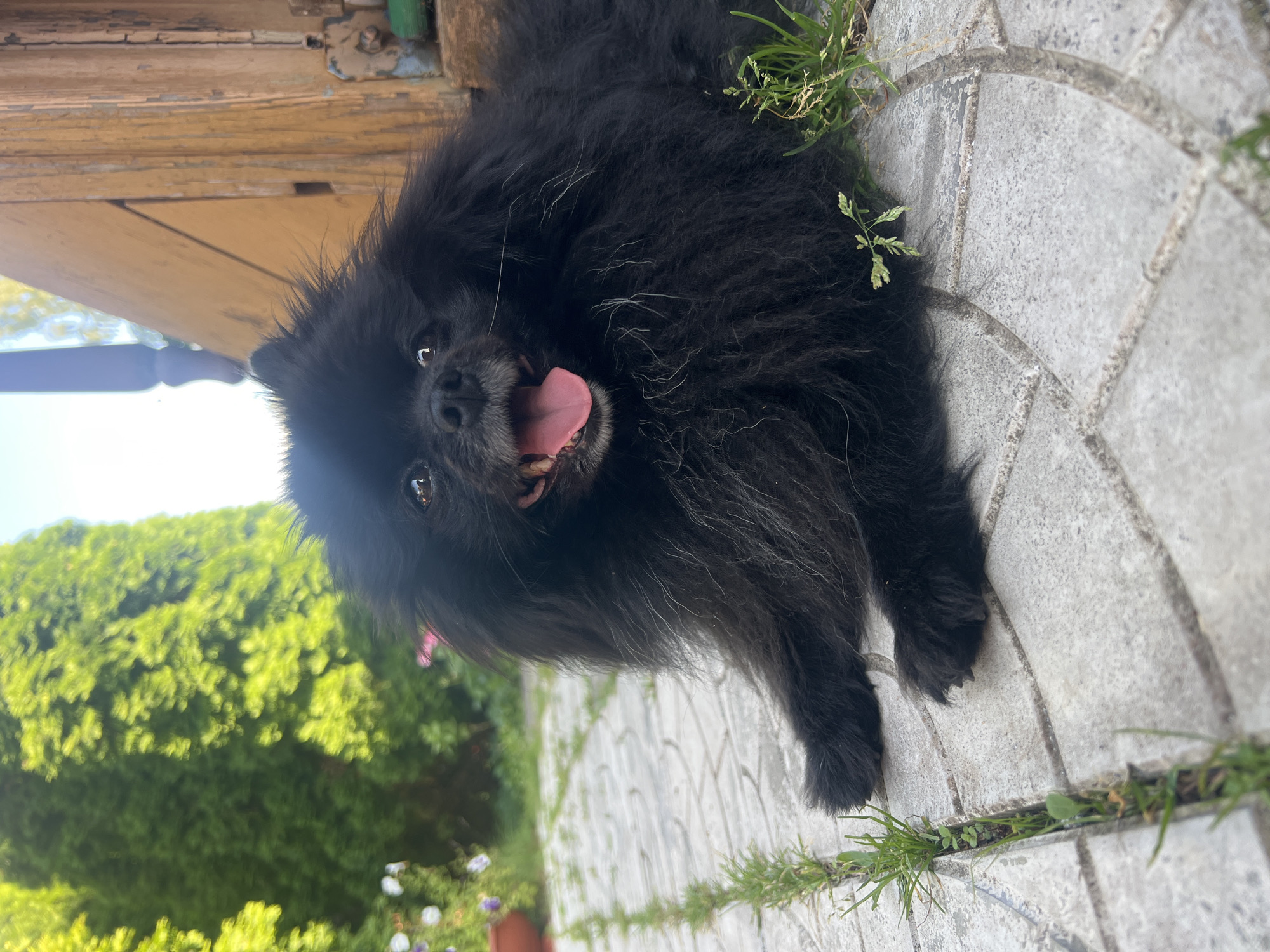 A black fluffy dog is lying on a patio made of gray square tiles with circular patterns. The dog is in the foreground, facing the camera with its mouth open and tongue out. Green grass is growing in the gaps between the tiles. In the background, there is a large green tree, a wooden structure, and a bright sky. The location is the city of Роса Снт, Russia.