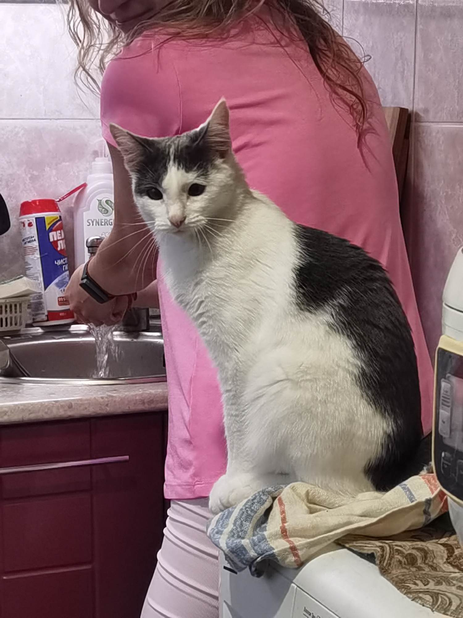 A domestic cat, predominantly white with black markings on its head and back, sits on a folded cloth atop a washing machine. The cat is facing left, with its head turned slightly towards the viewer. Behind the cat, a person wearing a pink t-shirt is partially visible, with their arm bent as if washing their hands in a sink. Several cleaning product bottles are on a countertop next to the sink. The setting appears to be a kitchen or laundry area within a residential building, possibly in Chaikovsky, Russia, given the context. The overall lighting is adequate, illuminating the scene without harsh shadows.