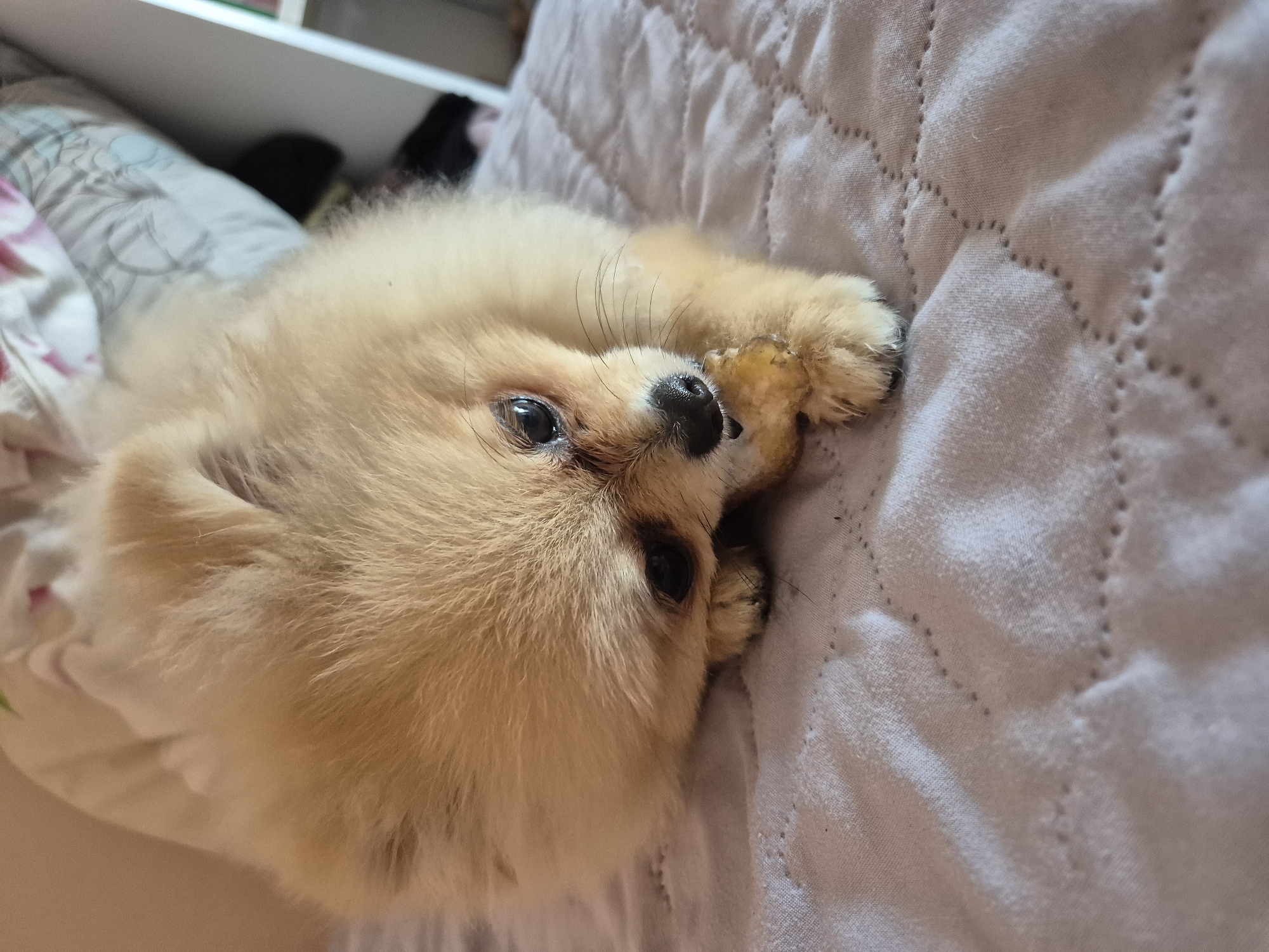 A light brown Pomeranian dog lies on a quilted gray blanket, chewing on a light brown object. The dog's head is tilted to the right, and its eyes are partially closed. The background is blurred, but it appears to be a bedroom with a bed and a shelf. The image is taken from a close-up perspective, focusing on the dog and its action.