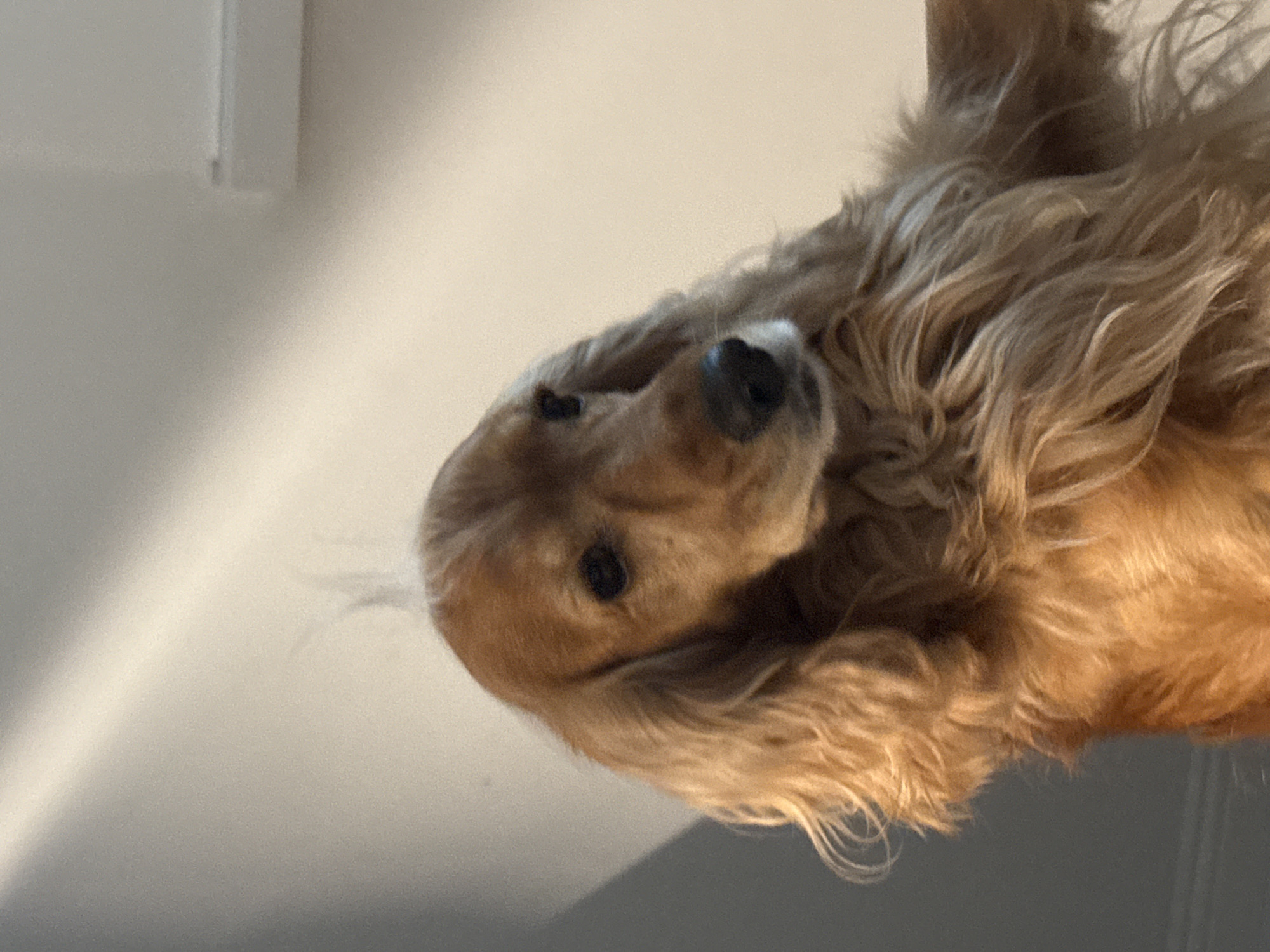 A close-up, medium-shot photograph captures a golden-brown cocker spaniel looking directly at the viewer with its head tilted slightly to the right. The dog's fur is long and wavy, particularly around its face and neck. Natural light streams in from the left, casting shadows on the light-colored wall in the background. The dog's ears are long and floppy, characteristic of the breed. The background is a plain, light-colored wall, with a diagonal shadow from what appears to be a window or light source. The image is focused on the dog's head and upper chest, with its body extending out of frame to the right. There are no other people or objects visible in the frame besides the dog and the wall.