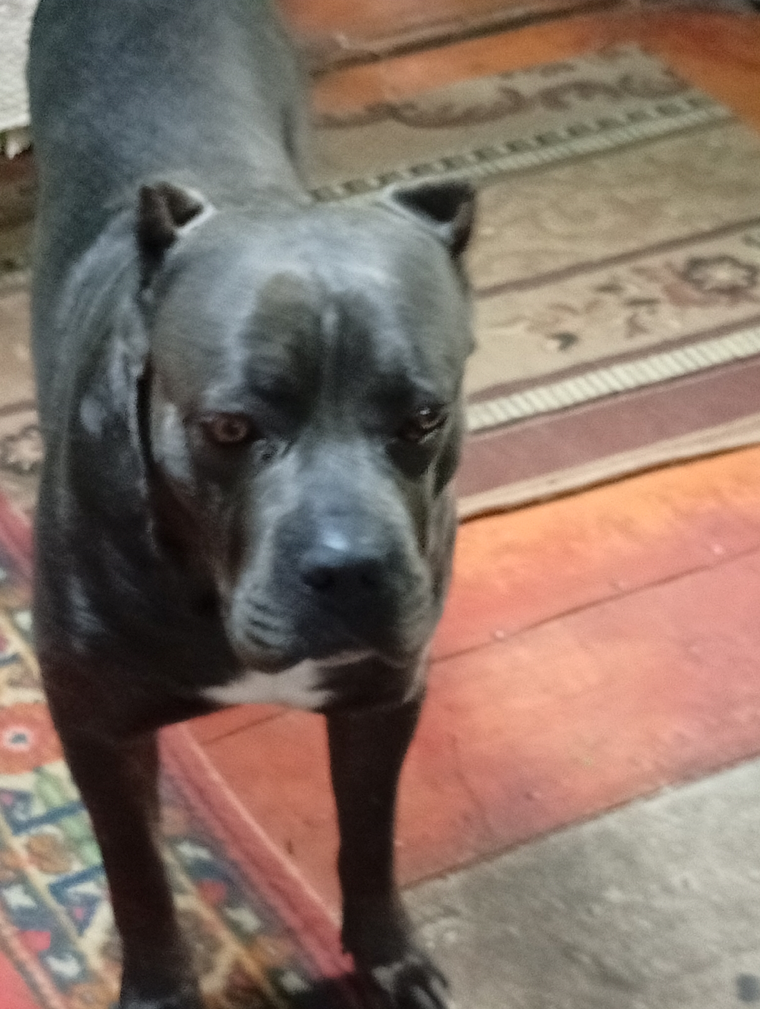 A dark gray dog, likely a pitbull or similar breed with cropped ears and a muscular build, stands on a wooden floor covered by rugs. The dog is facing forward, looking directly at the camera with a serious expression. The background includes a patterned rug with beige and brown tones, and a portion of a red-orange wooden floor. The lighting is somewhat dim. The scene appears to be indoors, possibly a home. The city of Pavlovsky Posad, Russia, is not visible or inferable from the image.