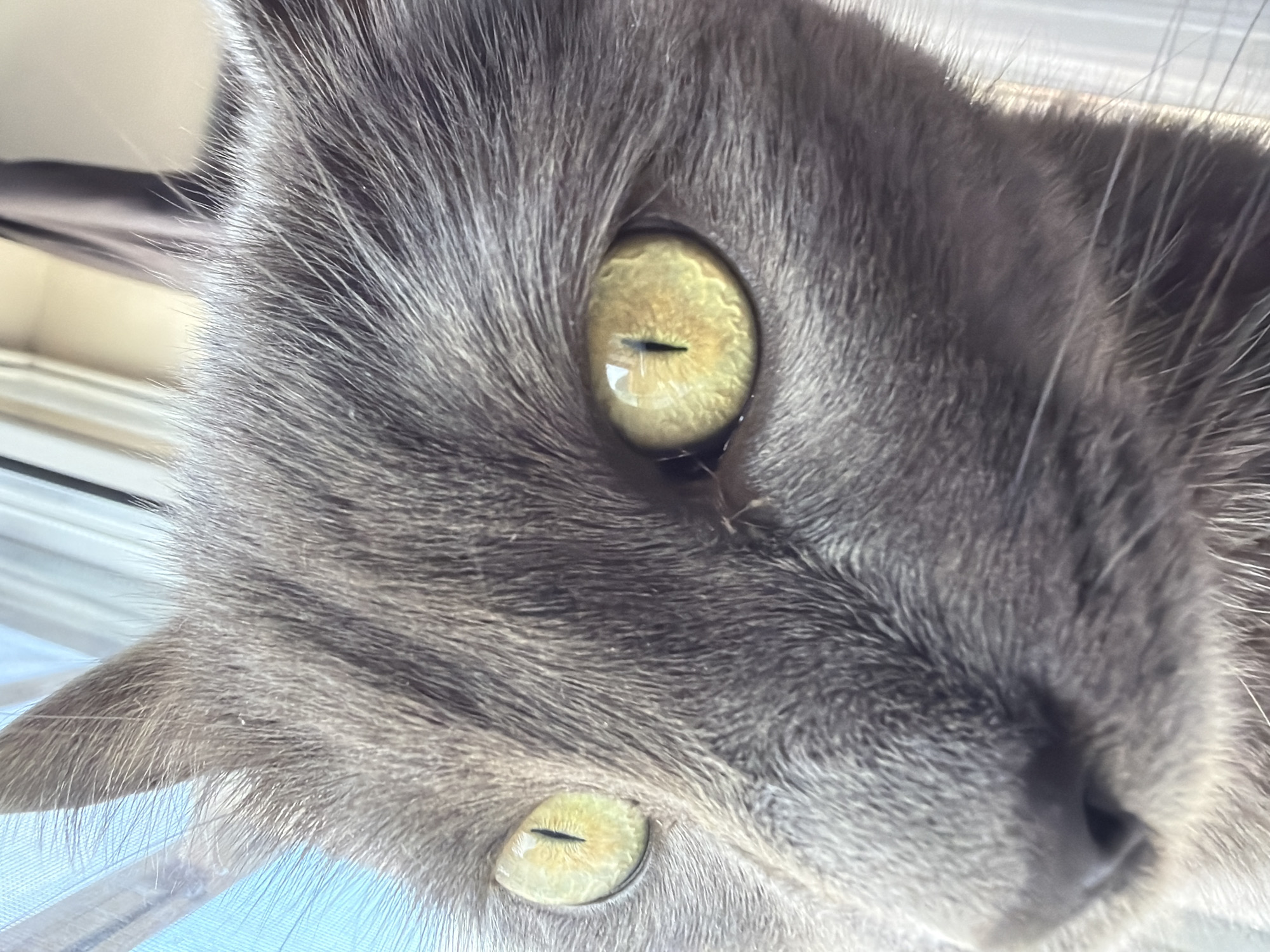 A close-up, eye-level, medium shot captures the head of a gray cat. The cat's face is mostly visible, with its left eye in the foreground and its right eye slightly behind and to the right. Both eyes are a bright yellow-green with vertical black pupils, reflecting light. The fur is short and dense, appearing gray. The cat's nose is dark and appears slightly wet. The background consists of a blurred light blue curtain on the left and a darker, out-of-focus curtain or fabric on the right. The lighting suggests the cat is positioned near a window. The image has a shallow depth of field, keeping the cat's face in sharp focus while blurring the background. The cat is not interacting with any people or other animals and there are no visible objects in the immediate vicinity. The location is unknown.