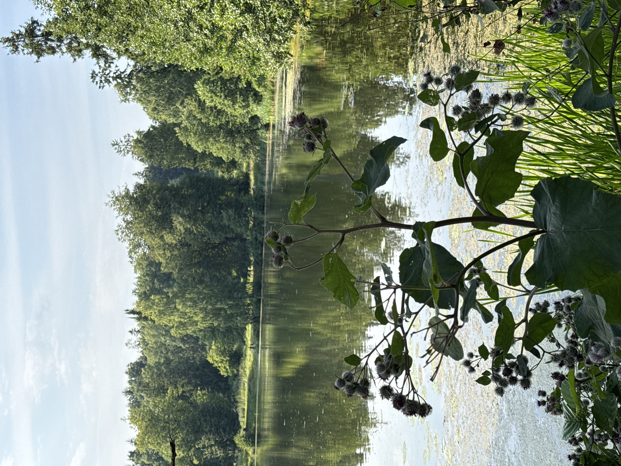 This is a vertical, natural landscape photograph taken at Pargolovo, Russia. The scene depicts a serene lakeside environment with dense, lush green trees lining the far bank of the water. The water itself is calm and reflects the surrounding trees and the sky, creating a mirror-like effect. In the foreground, a burdock plant with its characteristic spiky seed heads and large leaves is prominently featured, partially obscuring the lake. The plant's dark green leaves and the purplish-gray burrs suggest it is likely late summer or early autumn.
The sky is a pale blue with a few wispy white clouds, indicating fair weather. The sunlight creates bright reflections on the water and illuminates the greenery, suggesting it is daytime, likely late morning or early afternoon. A faint line of vegetation, possibly reeds or tall grass, is visible along the edge of the water on the right side of the frame. In the distance, across the lake, two small figures, possibly people, can be seen near the tree line, hinting at a peaceful, recreational atmosphere. The overall mood of the image is tranquil and natural. There is no visible text in the image.