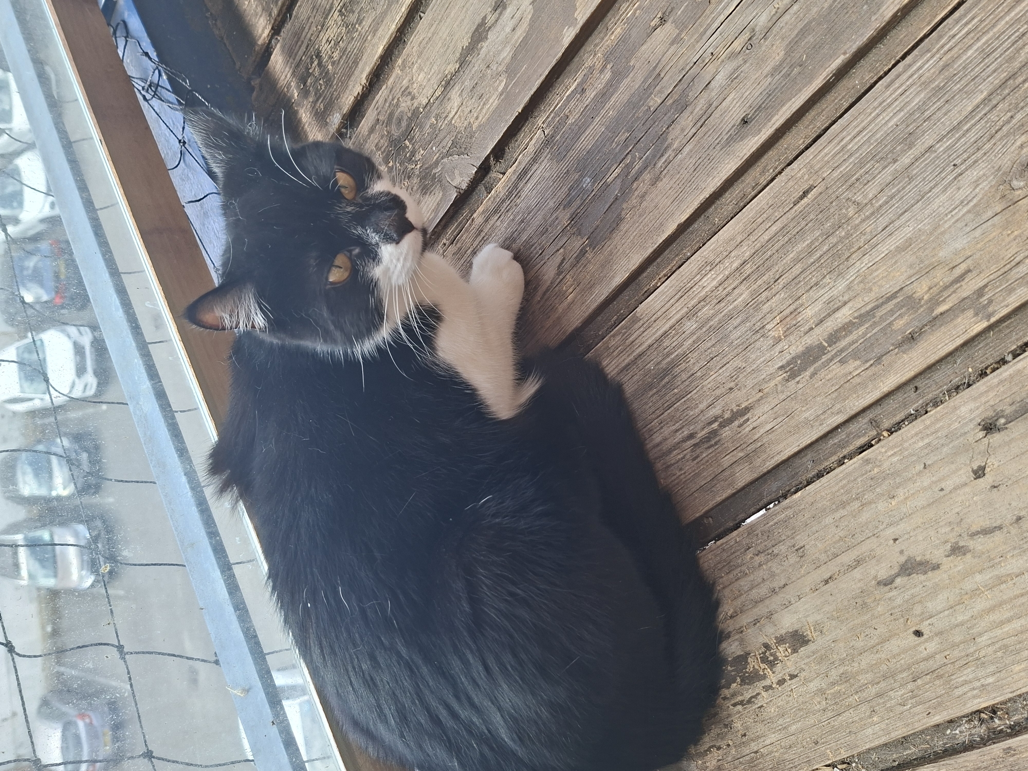 A black and white cat with orange eyes is sitting on a wooden deck. In the background, through a fence, several cars are parked in what appears to be a lot. The environment suggests an urban setting, possibly a residential area with a balcony or patio.