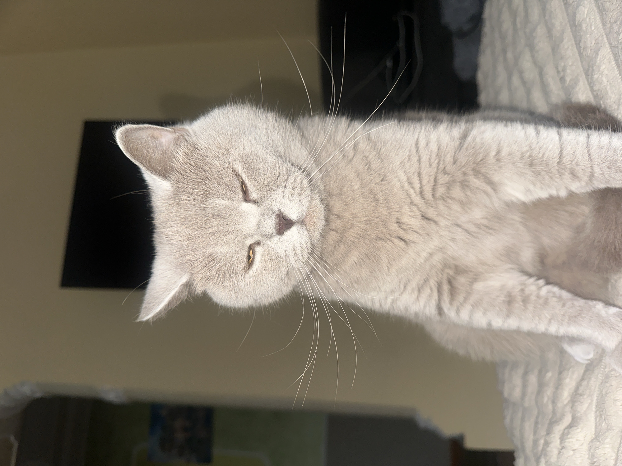 An indoor, close-up photograph captures a light-colored cat, possibly a British Shorthair, in a relaxed state. The cat has short, plush, dusty grey or lilac-colored fur and prominent, long white whiskers. Its eyes are mostly closed, suggesting it is dozing or sleepy, and its head is slightly tilted to the right. The cat's nose is a soft pinkish-brown.
The feline is positioned on a textured, light-colored surface, likely a blanket or part of a cat tree, which is visible on the right side of the frame and beneath its front paws. In the background, dark, indistinct shapes are visible, including a rectangular object that could be a TV screen or furniture, against a muted, light brown wall. The lighting appears to be artificial, suggesting it is evening or night. No text is visible in the image. The location context provided is Ternopil, Ukraine.