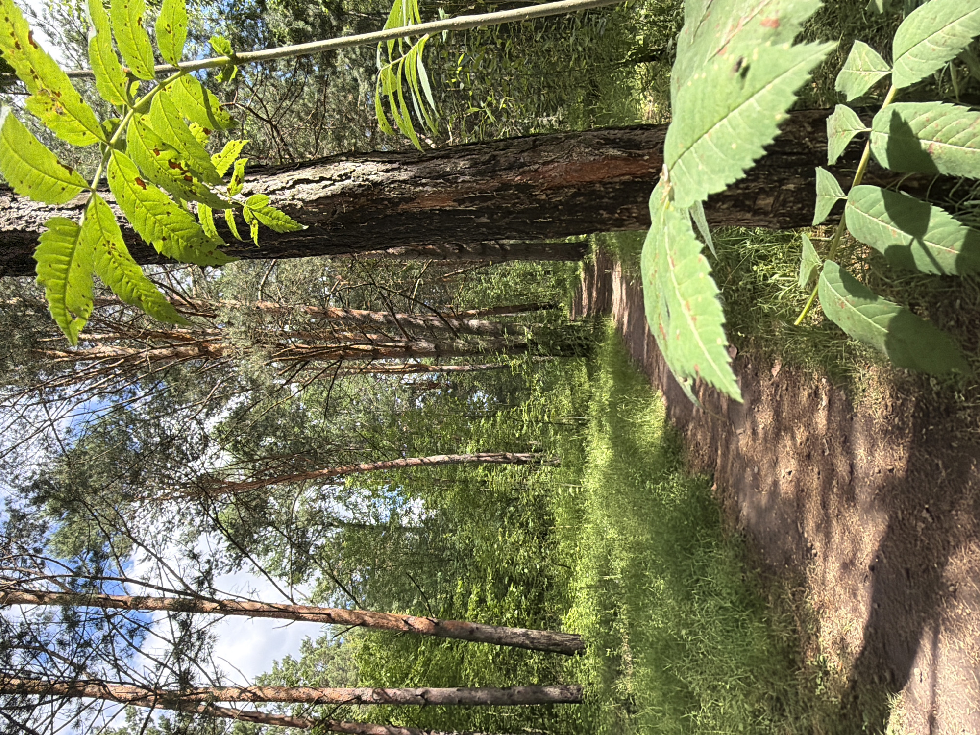 This is a vertical, medium-shot photo of a nature trail in a forest. The trail is made of dirt and is lined with grass on the left and trees on the right. The trees are tall and slender, with a mix of pine and deciduous trees. The leaves of the deciduous trees are a vibrant green, and some have small brown spots. The sun is shining through the trees, casting dappled shadows on the trail.
In the foreground, a large tree trunk lies horizontally across the path, with green leaves from a nearby branch obscuring part of the view. The trunk is rough and textured, with visible bark. Beyond the fallen tree, the trail continues into the distance, winding through the forest. The background is a dense wall of green foliage, with glimpses of the blue sky and white clouds peeking through the canopy.
The overall impression is one of a peaceful and serene natural setting. The lighting suggests it is daytime, likely late morning or early afternoon, with clear weather. The location is identified as Kazan, Russia. There is no visible text in the image.