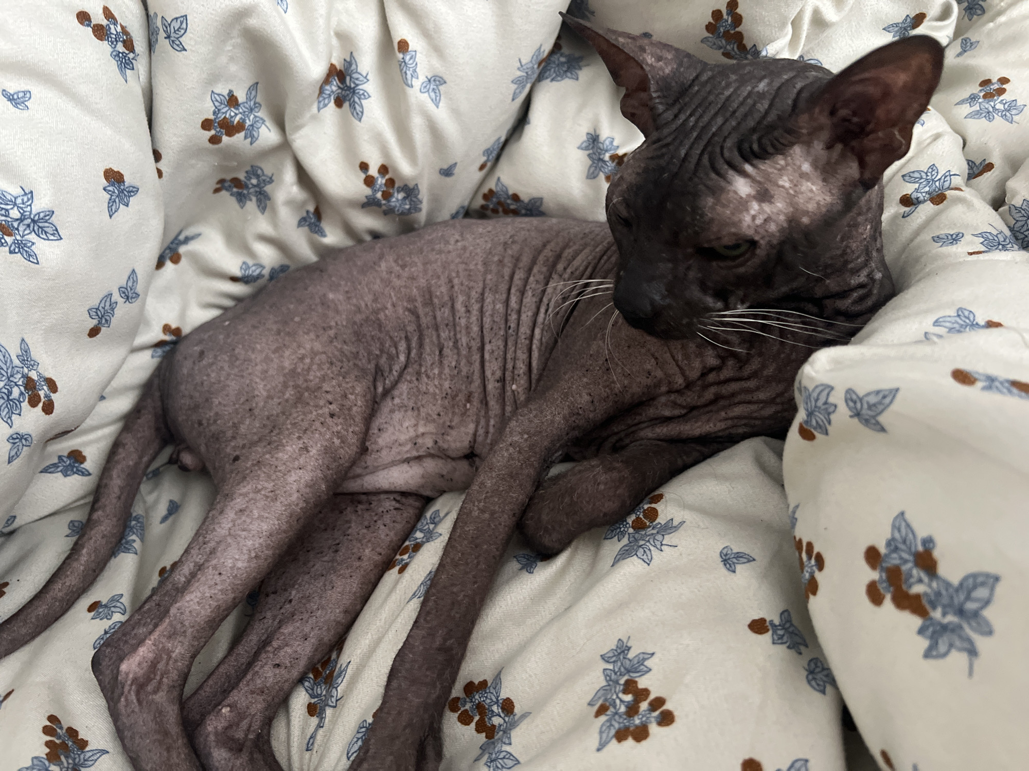 A hairless cat with dark, wrinkled skin is lying on a cream-colored blanket with a floral pattern of blue leaves and brown berries. The cat's eyes are green, and its body is curled up, with its paws tucked in. The blanket is soft and appears to be a bedding material, possibly for a pet. The background is out of focus, but suggests an indoor setting. The image does not contain any information about the city of Votkinsk, Russia.