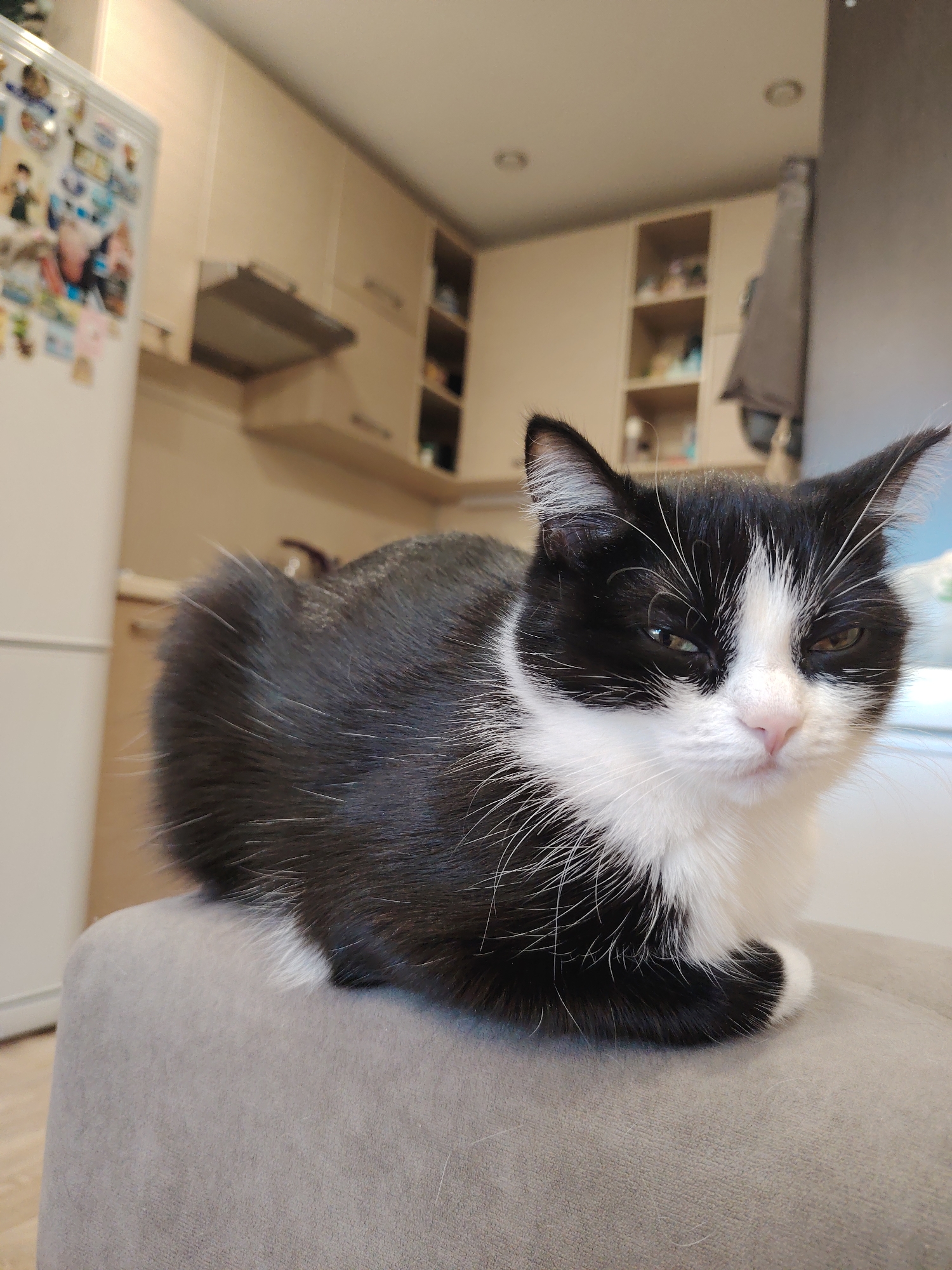 A black and white cat with green eyes is sitting on a gray cushioned surface in what appears to be a kitchen. The cat is facing the camera, with its body curled up. In the background, there is a white refrigerator with magnets on it, beige kitchen cabinets, and a range hood. The lighting suggests it is daytime.