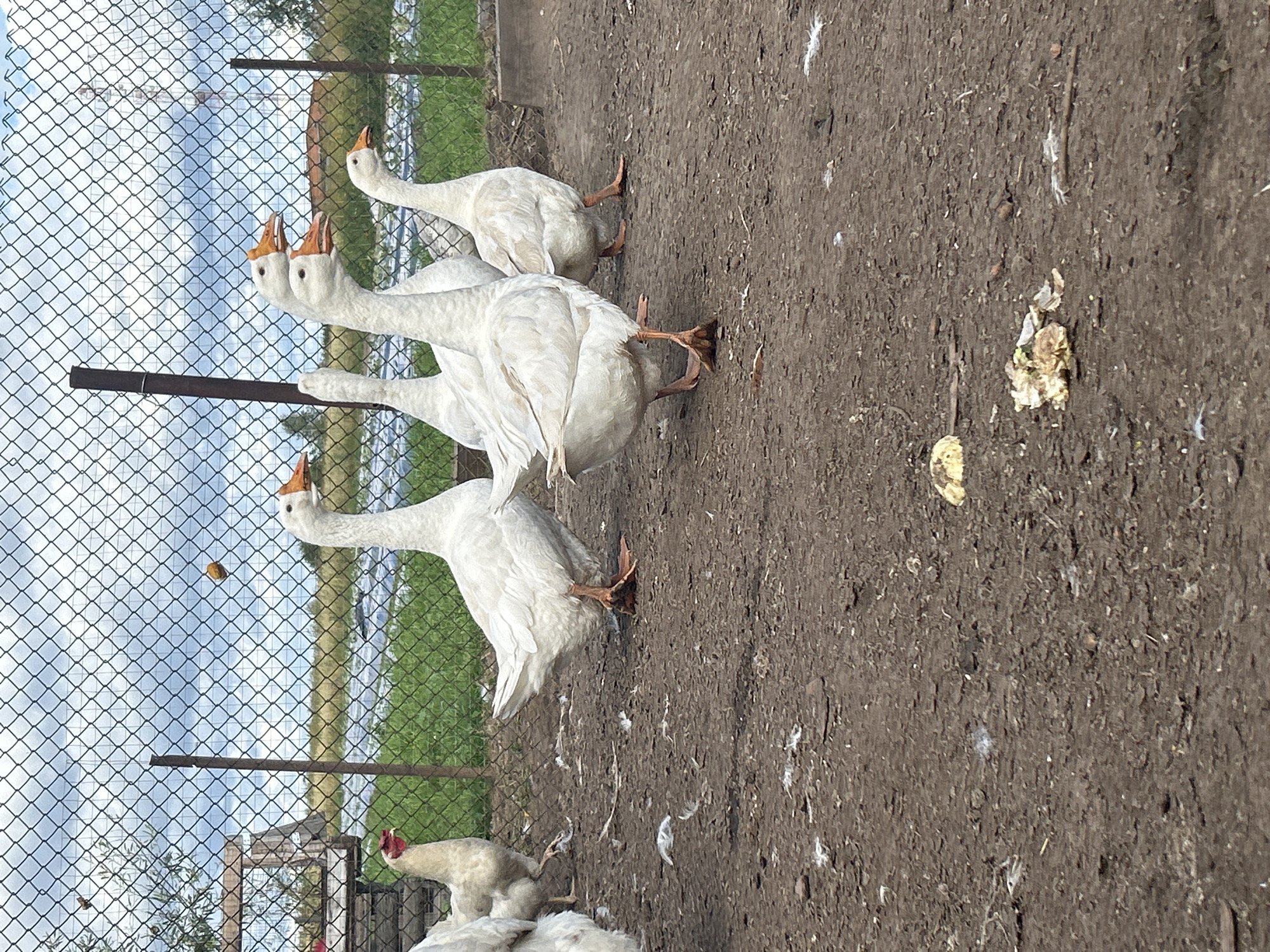The image depicts an outdoor scene at a farm in the village of Kalitsino, Russia. A group of white geese are gathered in a pen enclosed by a chain-link fence. The ground is covered with dirt and scattered feathers. In the background, there is a body of water, vegetation, and a cloudy sky. One goose in the foreground is prominently featured, with its head turned to the right. Another goose is partially visible to the left. In the distance, a chicken can be seen near the fence. The overall environment suggests a rural setting.
