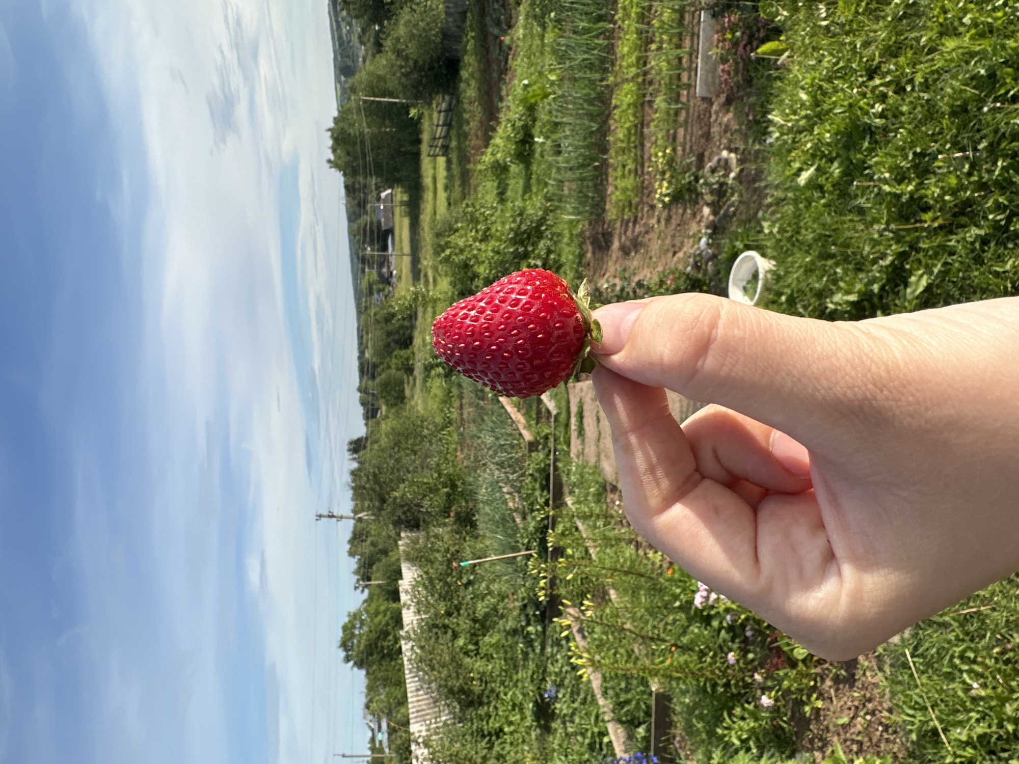 A close-up shot shows a hand holding a ripe, red strawberry in an outdoor garden setting. The strawberry is the focal point, with its textured surface and vibrant color clearly visible. The hand appears to be a person's, with fingers gently supporting the fruit.
The background reveals rows of plants, suggesting a garden or agricultural field. Green foliage and tilled soil are visible, indicating an active growing environment. In the distance, trees and a building can be seen, along with a power line and utility pole, providing context for a rural or semi-rural location. The sky is a bright blue with scattered white clouds, suggesting a sunny day. The overall impression is one of a natural, agricultural landscape, likely during daylight hours. The image captures a moment of harvesting or appreciating fresh produce from a garden. No visible text is present in the image. The location context is Альняш, Russia.