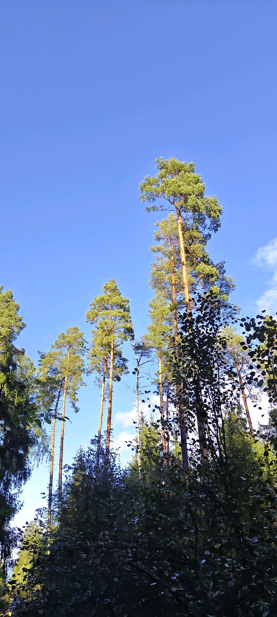 A low-angle shot captures a forest scene with tall pine trees reaching towards a clear blue sky with scattered white clouds. The sun illuminates the upper portions of the trees, casting shadows on the dense foliage below. The image is taken in Sokolovo, Russia.