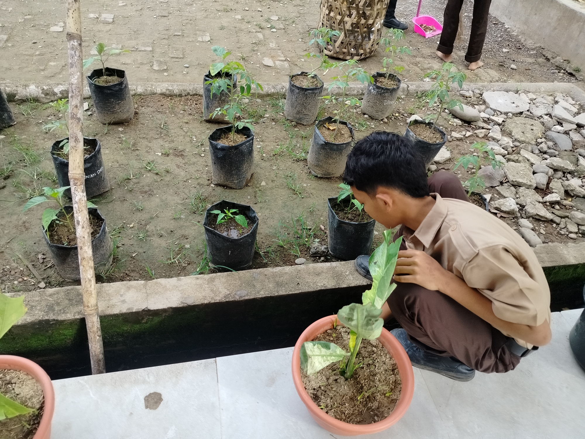 In Lawebekung, Indonesia, a young boy in a brown and tan school uniform kneels in a sandy, outdoor area, tending to a potted plant. He is focused on a variegated plant in an orange pot situated on a tiled surface in the foreground. Behind him, a row of small plants in black plastic bags are arranged on a strip of dry soil, bordered by a concrete structure. The background reveals more of the sandy ground, scattered rocks, and a glimpse of a woven basket. The scene suggests an educational or gardening activity in a simple, rural setting.