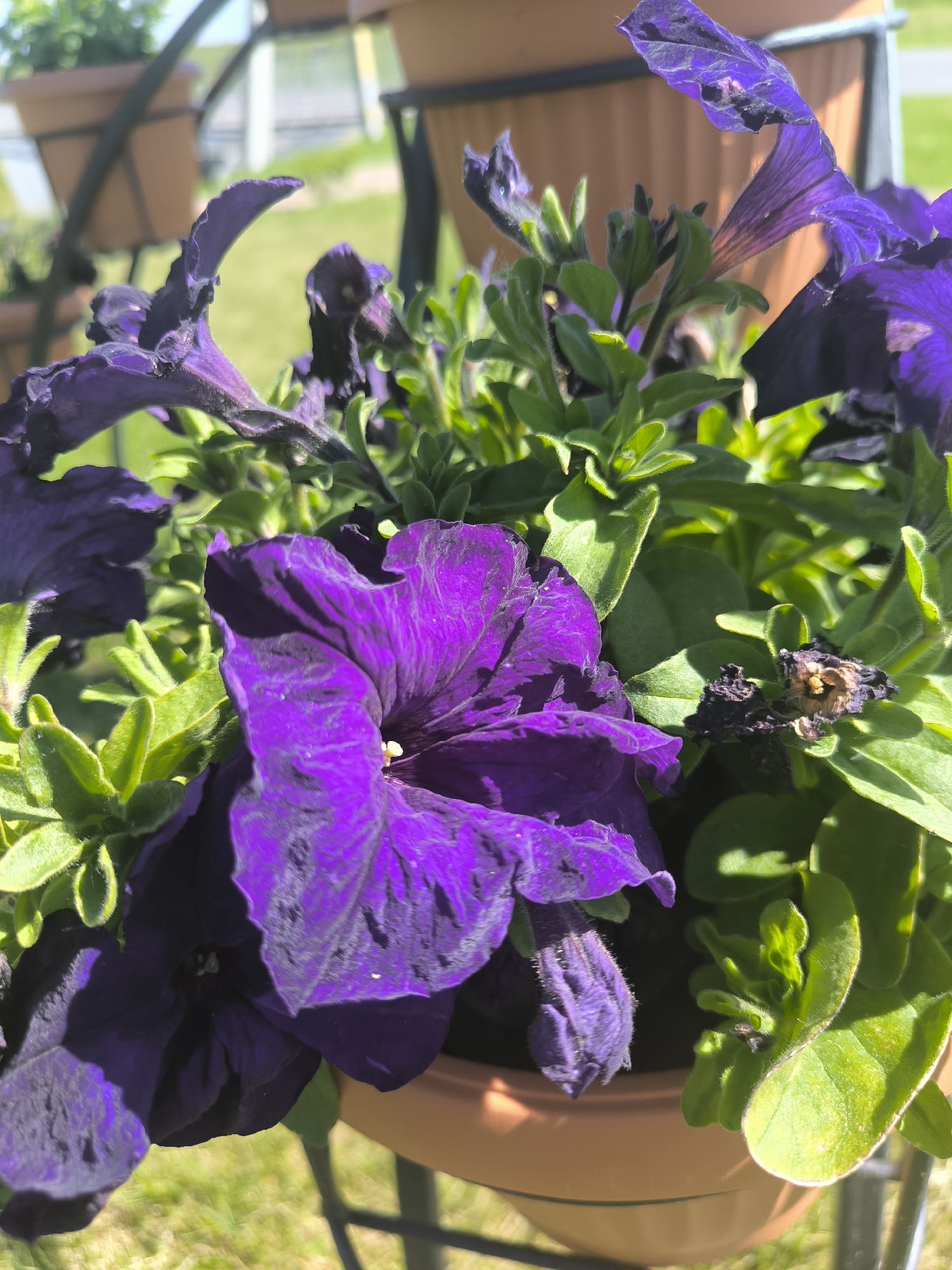 The image is a close-up, eye-level shot of purple petunias in a terracotta pot. The flowers are in various stages of bloom, with some fully open and others still in bud. The petals of the open flowers are a deep, vibrant purple, with some showing signs of wilting and fading. The leaves are a bright green and appear healthy. The background is blurred, but it suggests an outdoor setting with green grass and possibly other potted plants. The lighting is natural and appears to be bright sunlight, casting shadows on the flowers. There are no people or animals visible in the image. The location is in the city of Laskino, Russia, with the petunias likely part of a garden or decorative display.