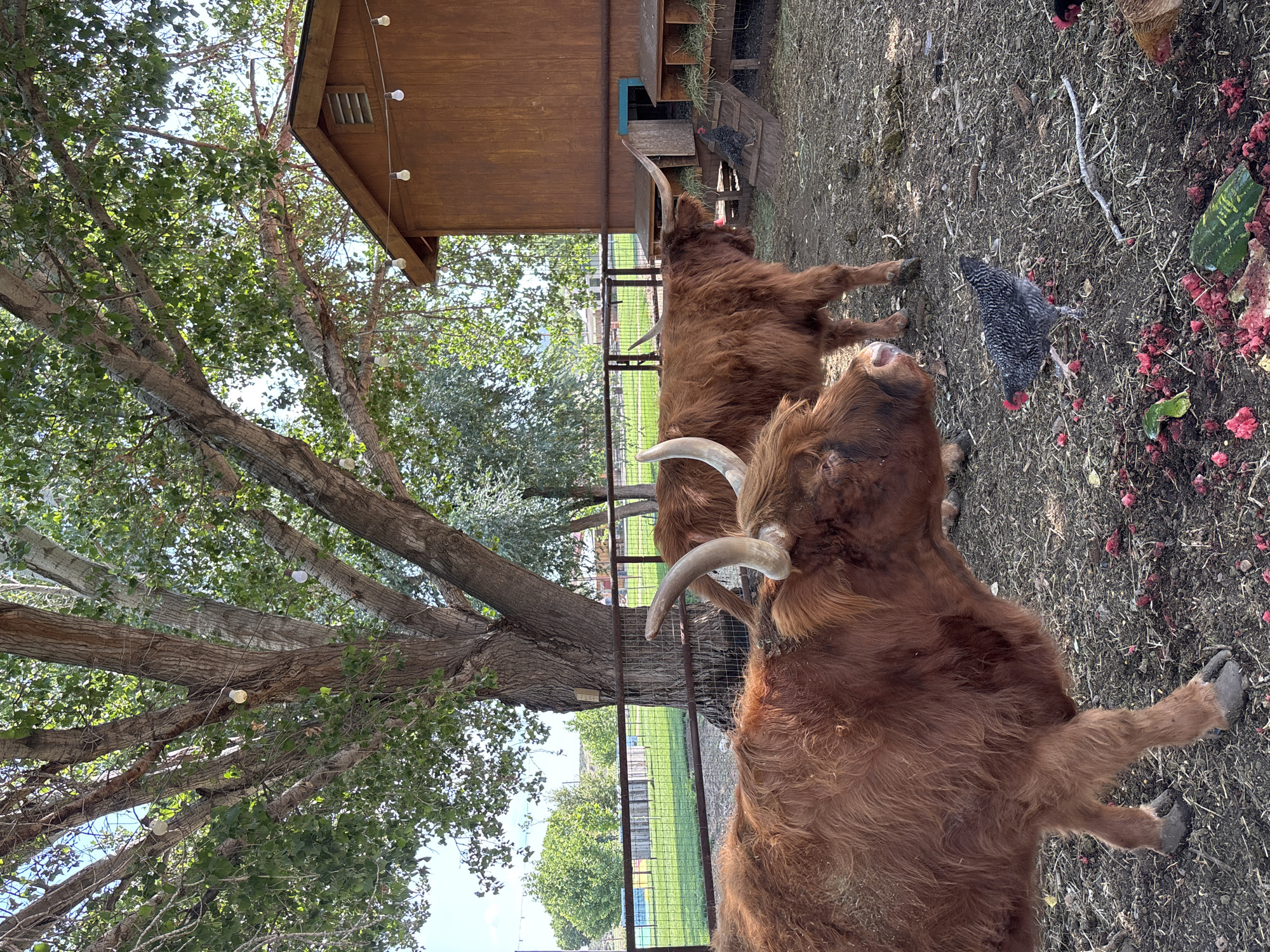 In a dusty outdoor enclosure in Prescott Valley, Arizona, two Highland cattle with shaggy, reddish-brown fur and prominent curved horns are the primary subjects. One Highland cow stands in the foreground, facing left and slightly away from the viewer, its head lowered. Behind it, another Highland cow stands facing right, its head turned towards the viewer. A few chickens, including a speckled hen with red wattles, are scattered on the ground amidst scattered remnants of food, possibly fruit. A wooden coop with multiple nesting boxes and ramps is situated in the background, to the right of the cattle. A large, mature tree with a thick trunk and dappled green leaves shades part of the enclosure, with string lights woven through its branches. The ground is a mixture of dirt, straw, and debris. Beyond the enclosure, a green lawn is visible, bordered by a metal fence. A wooden building with a sloped roof is also visible. The sky above is clear and blue, indicating fair weather.