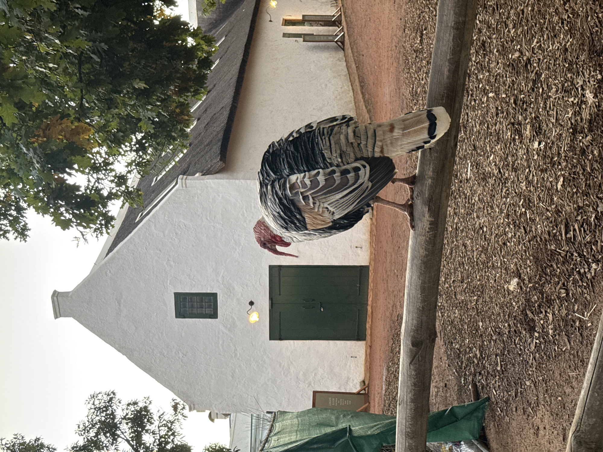 This image, taken in Drakenstein Nu, South Africa, depicts a large domestic turkey perched on a wooden fence post in front of a traditional Cape Dutch-style building. The turkey, positioned prominently in the mid-ground, faces left and appears to be looking down. It has distinct black, white, and brown patterned feathers, particularly on its back and tail, and a noticeable red head and wattle. Its legs and feet are gripping the sturdy, round wooden post.
Behind the turkey, a whitewashed building with a steeply pitched thatched roof serves as the backdrop. The building features a prominent gabled facade on the left. It has two dark green wooden doors and a small dark green framed window higher up on the wall. A vintage-style yellow wall light is affixed to the white wall, near the main doors.
To the upper left, a large, leafy green tree partially frames the scene, with its branches extending over the thatched roof. The ground in the foreground and extending towards the building is covered in dry, earthy material, possibly a mix of dirt and gravel. Another wooden post is visible to the right of the turkey, and a green tarp structure can be seen in the lower right, beyond another wooden post. In the lower right foreground, a blurred wooden sign stand with unreadable text is present. The lighting suggests daytime, possibly early morning or late afternoon, with soft, diffused light, evoking a serene, rural atmosphere.