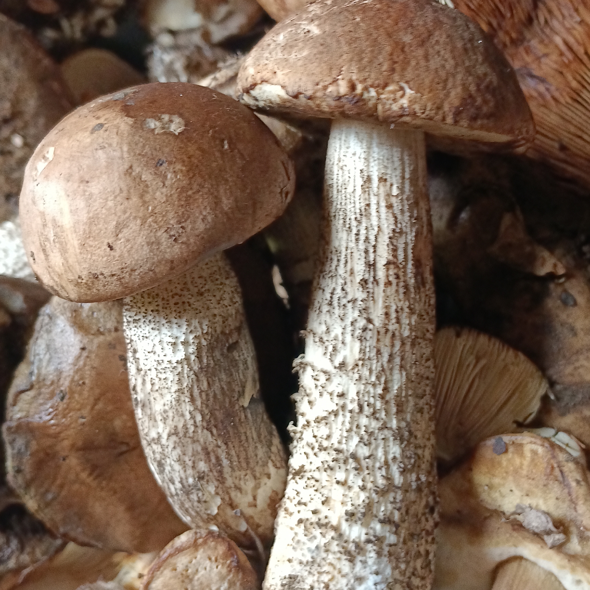 The image shows a close-up, overhead view of a collection of edible mushrooms, likely Leccinum species, given their brown caps and textured stems. The mushrooms are piled together, with the caps ranging in color from light brown to darker, earthy tones. The stems are predominantly white to light gray, covered in small, dark brown speckles, characteristic of the scaly texture found on some Leccinum varieties. Some of the gills underneath the caps are visible, appearing a pale tan color. The background is cluttered with more mushrooms and what appear to be organic materials, possibly forest debris. There are no people visible in the image, and no indication of a specific location within the city of Tornovoye, Russia, beyond the general context of mushrooms being found there. The lighting is natural and appears to be coming from above, casting subtle shadows.