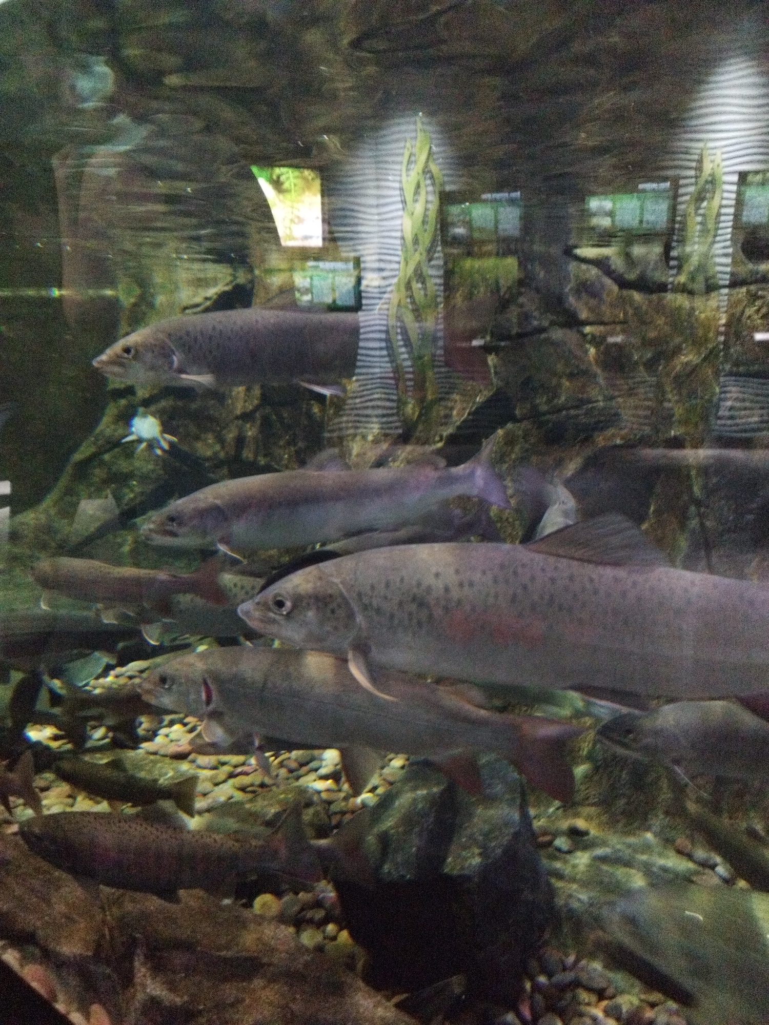 The image shows an underwater scene in an aquarium, likely at the Primorsky Aquarium in Russky, Russia. Several large, grayish-brown fish with dark spots are swimming in the tank. The tank features a rocky substrate with some aquatic plants and is illuminated from above, creating reflections on the water's surface. The background shows more rocky structures and some artificial elements of the aquarium setup. There are no people visible in the image, and the focus is entirely on the fish and their environment.
