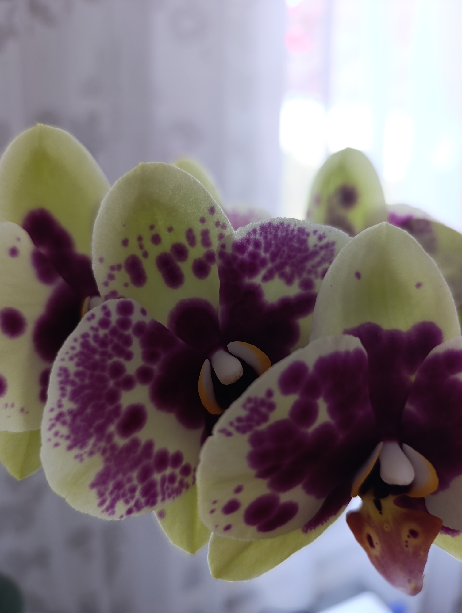 The image is a close-up, low-angle shot of several spotted orchids. The orchids have pale yellow petals with dark purple spots and streaks. The center of the flowers features white and yellow stamen. The background is blurred, showing a diffused light source that suggests an indoor setting, possibly near a window. There is no visible indication of the city of Filippenkov, Russia, nor are there any people or actions depicted in the image.
