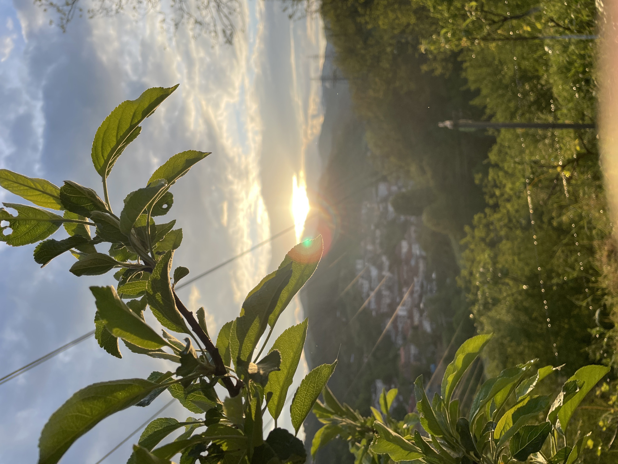 The image shows a close-up of a leafy branch with green leaves, possibly from a tree or shrub, in the foreground. The background is an out-of-focus landscape, with what appears to be a valley with buildings in the distance, and hillsides covered with trees. The sun is setting in the background, creating a bright glare in the center of the frame, partially obscured by the hills. The image is rotated, so the sky is on the left. The overall scene appears to be a landscape during sunset. The photograph was taken in Zlatograd, Bulgaria.