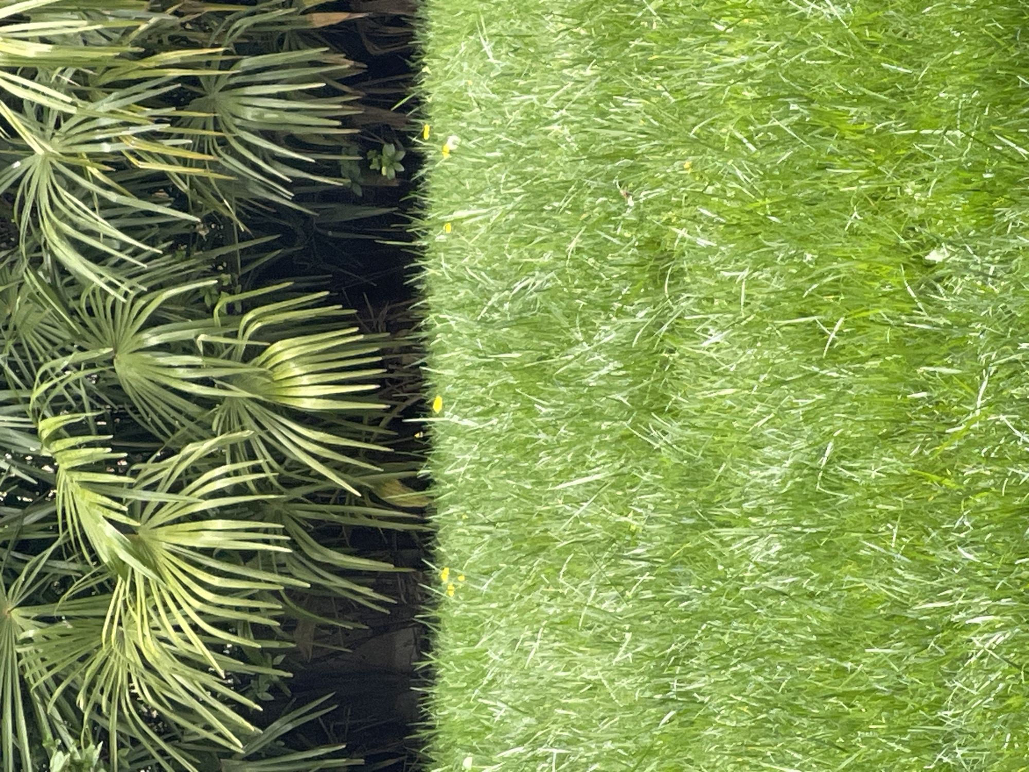 The image depicts a sharp contrast between two distinct green textures. On the left, spiky palmetto-like plants with thin, elongated leaves dominate, exhibiting a darker, more concentrated shade of green. On the right, closely cut grass forms a uniform, lighter green surface. The distinct line where the two meet suggests a deliberate separation, perhaps a garden border or landscaping decision. The image presents a natural scene with maintained greenery. Though the location is stated as Burgas, Bulgaria, the image itself offers no specific landmarks or architectural details confirming this.
