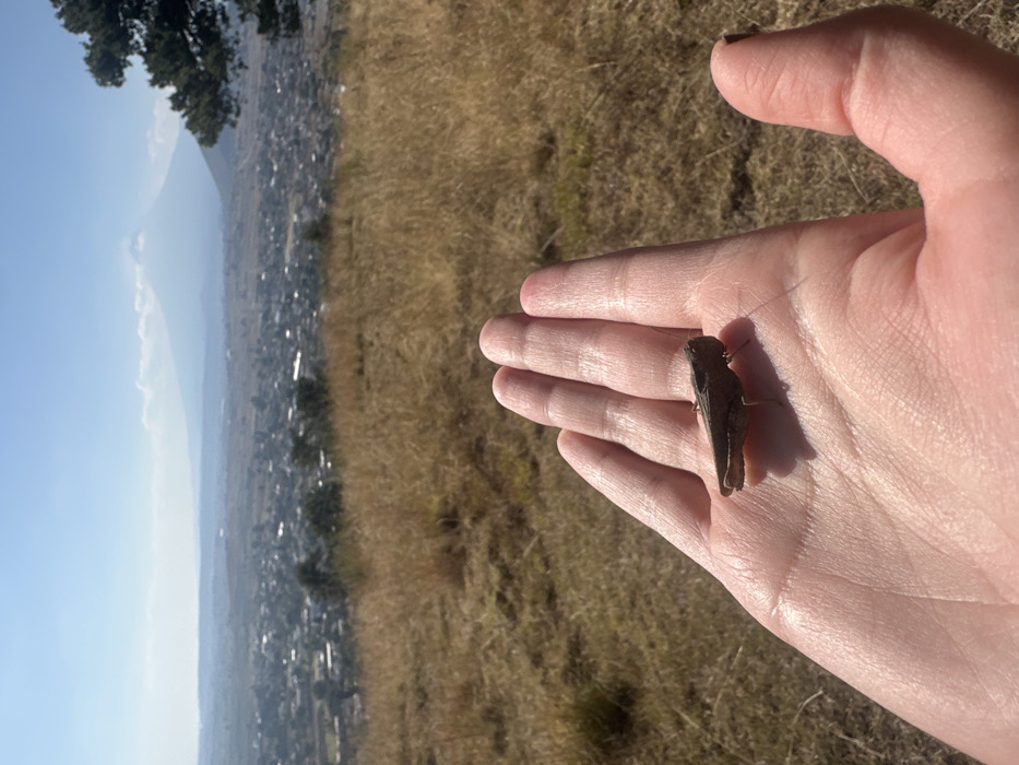 A grasshopper rests on an open human palm, positioned in the foreground. The background reveals a landscape with dry, golden grass merging into a distant urban area and a faint mountain range under a clear blue sky. The scene is bathed in sunlight, casting a distinct shadow from the insect onto the hand.