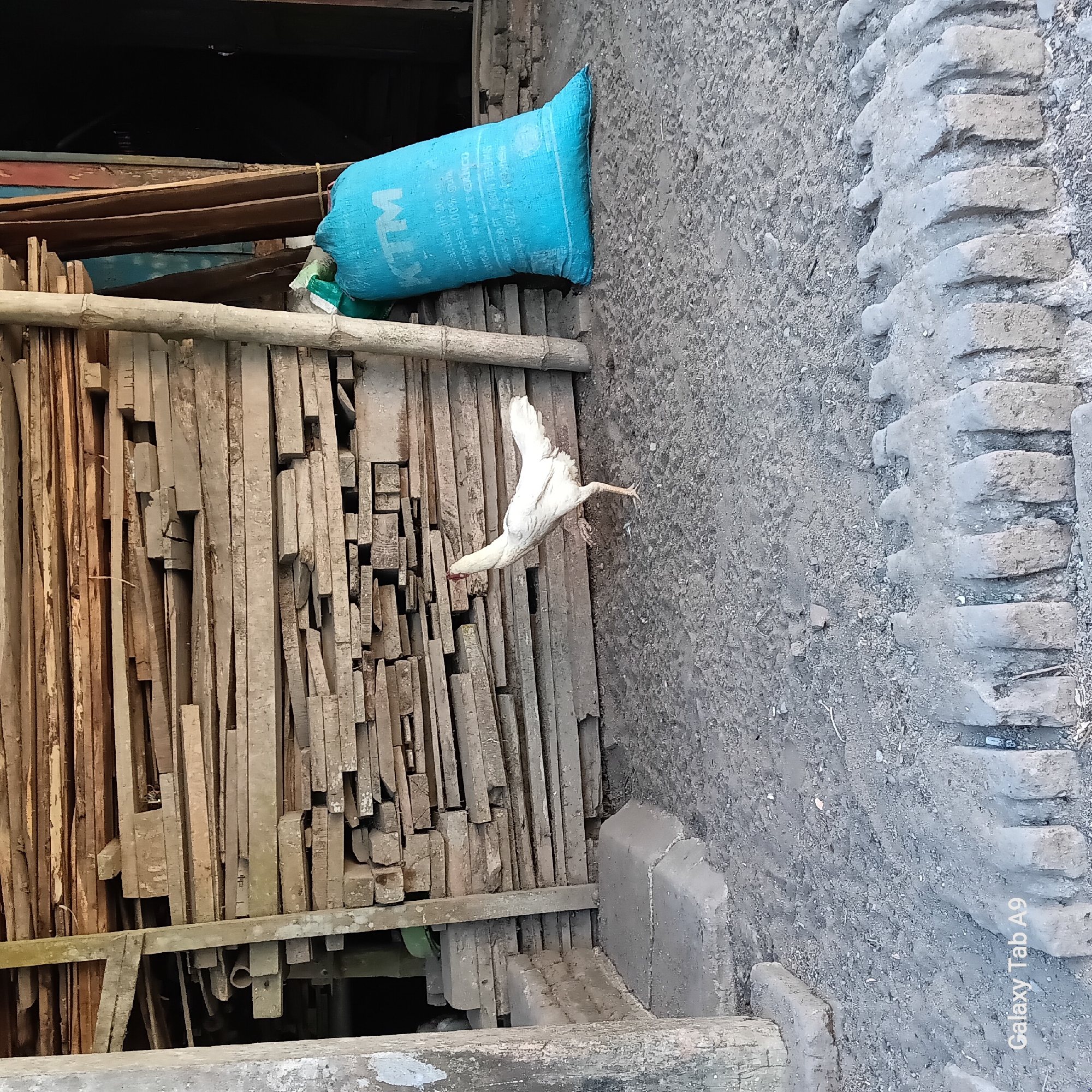 In Trenggalek, Indonesia, a white rooster stands on sandy ground in front of a stack of weathered wooden planks. To the right, a large blue sack with the "KTM" logo rests against some wooden poles. The ground is covered in loose gravel and dirt, with a rough, brick-like border in the foreground. The background shows a dark opening, possibly an entrance to a building.