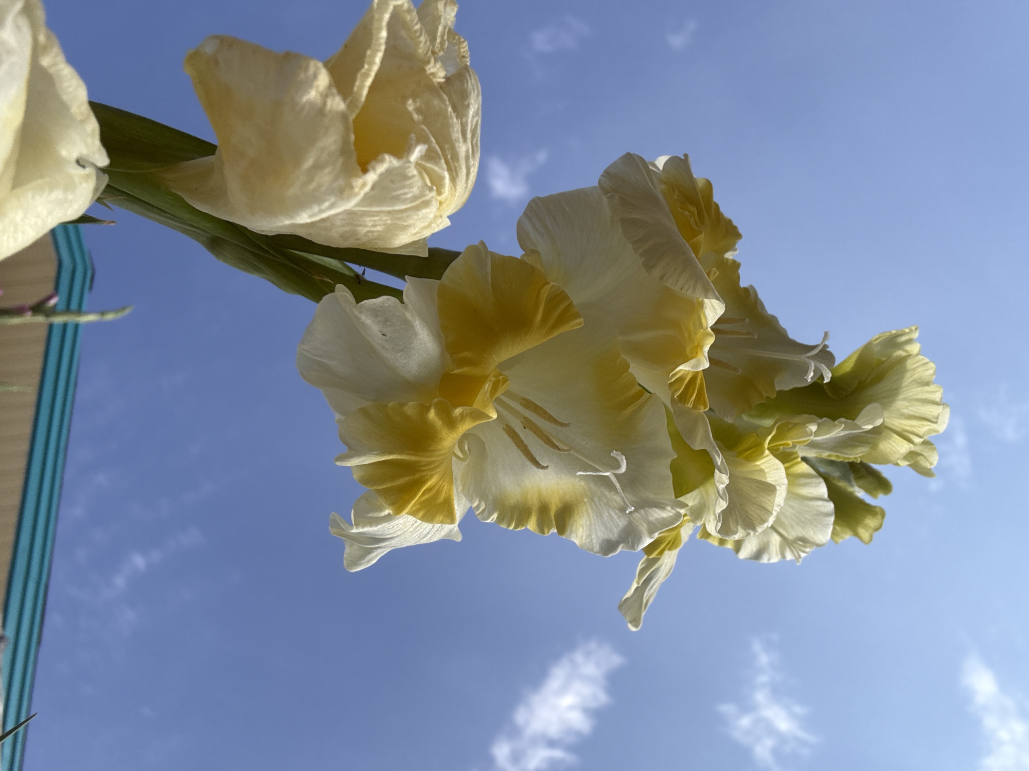 This is a close-up, low-angle, vertical shot of a flowering plant with yellow and white petals, suspended against a bright blue sky with scattered white clouds. The flowers are drooping downwards, with the petals appearing delicate and slightly translucent. The stem and leaves are a vibrant green. The top edge of the image shows a sliver of a structure with horizontal blue and turquoise stripes, possibly a canopy or awning. The scene appears to be outdoors, with the sky suggesting daylight. There is no indication of the city of Большелуг, Russia, in the image itself, and the image does not contain any people or visible actions.
