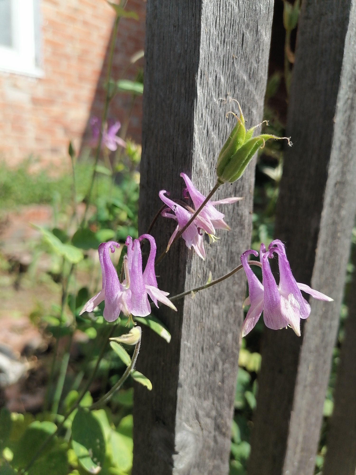 In Novoseletsk, Russia, this image captures a close-up view of several pink columbine flowers in bloom, with a prominent green seed pod visible in the upper center. The flowers, characterized by their distinctive spurs, are clustered around weathered grey wooden fence posts. Green foliage and a blurred brick building with a white window frame form the background, suggesting a garden setting. The lighting indicates it is a sunny day.
