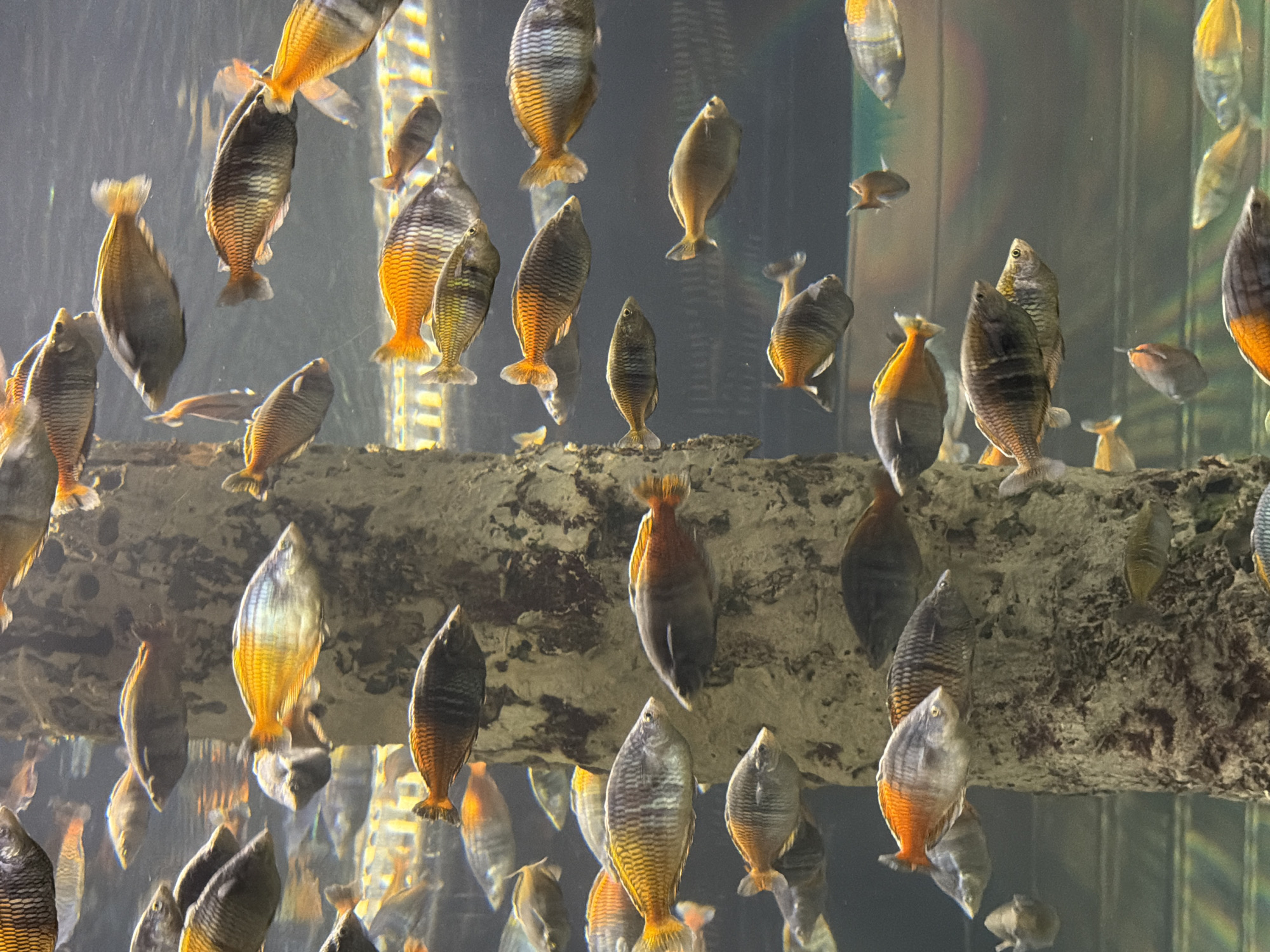 The image shows a school of fish swimming in an aquarium. The fish are of various sizes and colors, with many of them exhibiting vibrant orange and silver scales. They are swimming around a large, rough-textured column that appears to be made of rock or concrete. The background is out of focus, suggesting a watery environment. There are no people visible in the image. This scene is not in Saint Petersburg, Russia, as there is no information to support that location.