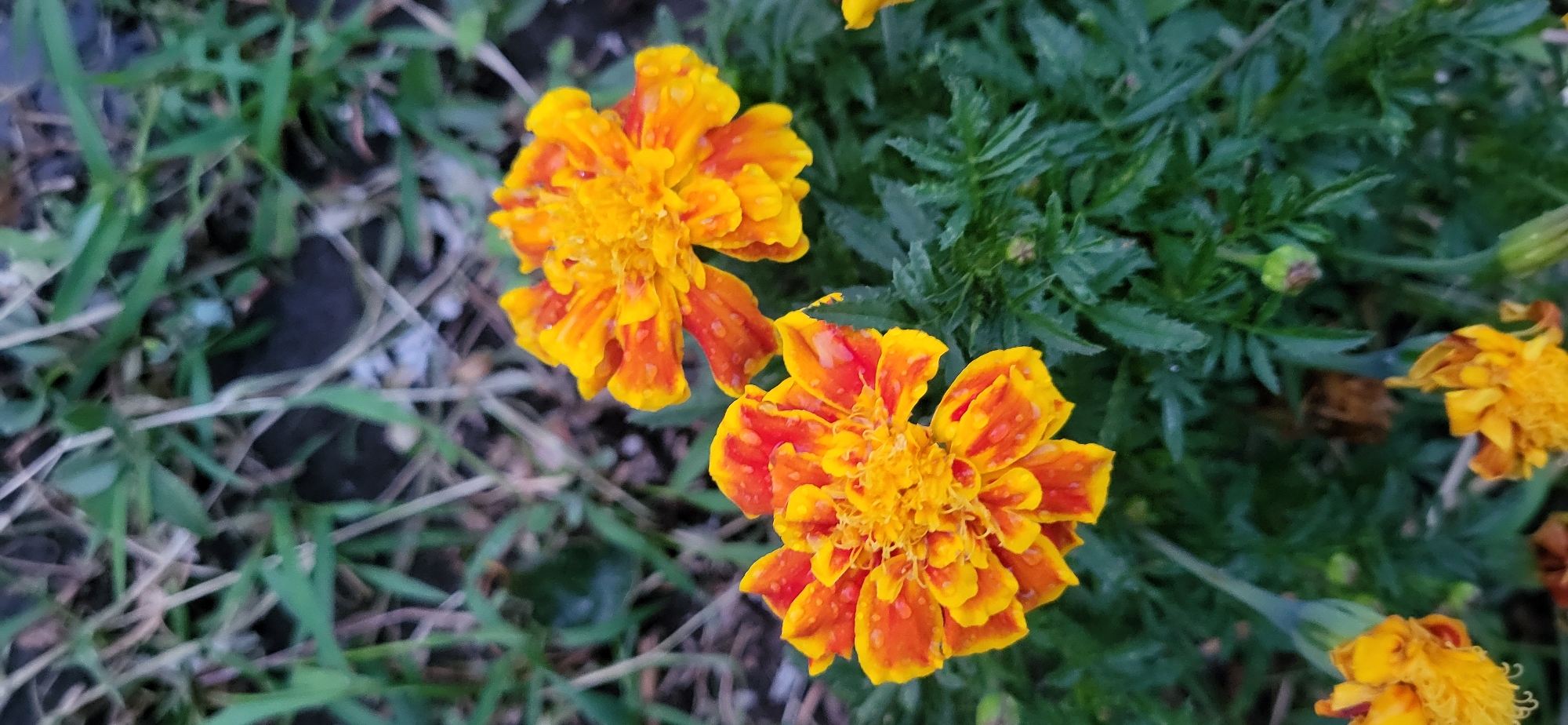 The image is a close-up, vertical, eye-level shot of several marigold flowers in a garden. The flowers are a vibrant mix of orange and yellow, with some petals showing a deeper red hue. Tiny water droplets are visible on the petals, suggesting recent rain or dew. The marigolds are surrounded by lush green foliage. The background consists of green grass and what appears to be soil, with some dry grass stalks intermingled. No people or specific landmarks are visible. The scene is natural and outdoors. The image was taken in the city of Taldykorgan, Kazakhstan.