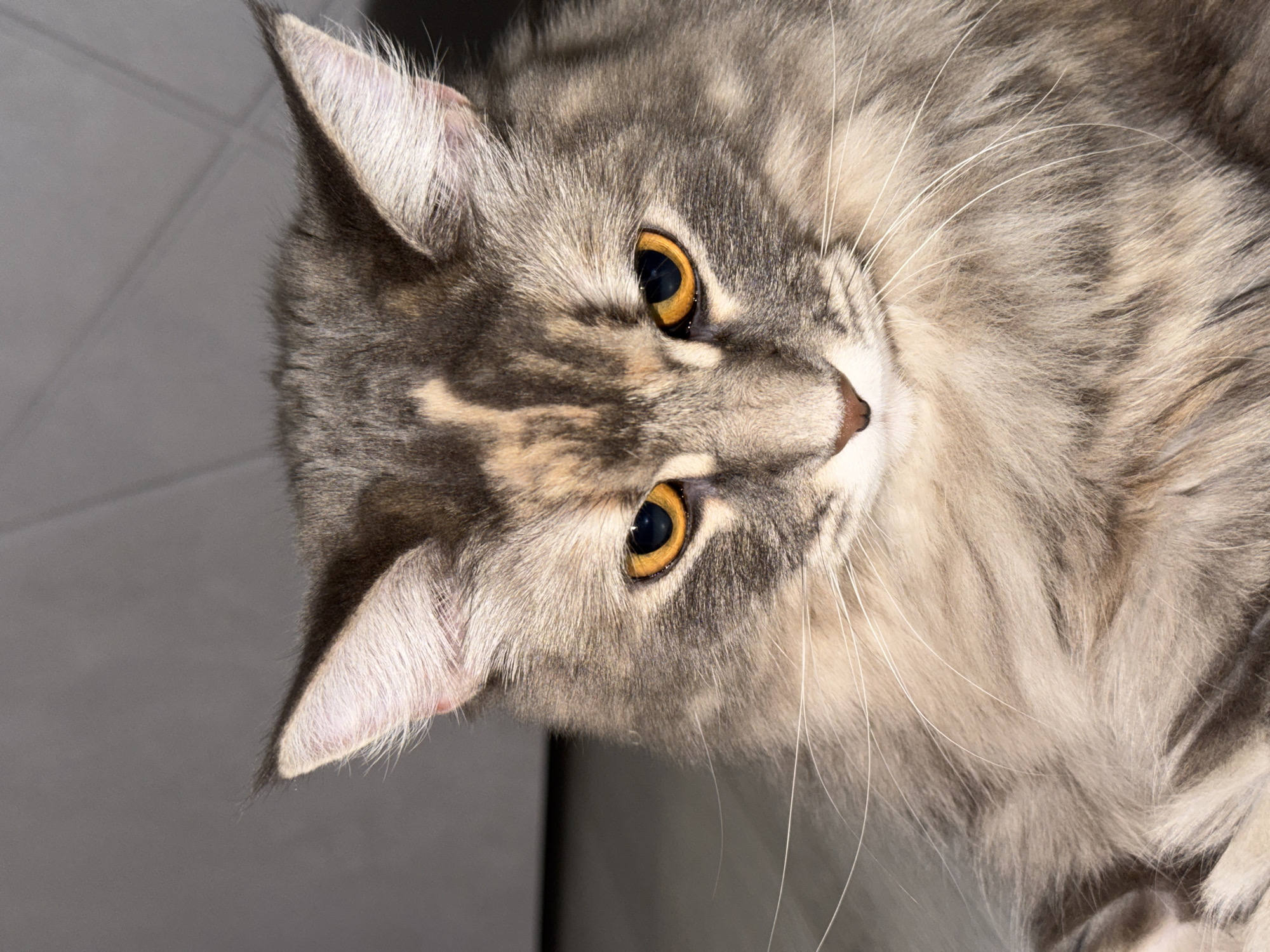 This is a close-up, eye-level, portrait-oriented photograph of a cat's face. The cat is predominantly gray with lighter, tan markings on its face and ears. Its eyes are large and golden-yellow with dark pupils. The cat's fur is long and appears soft, with noticeable whiskers. The background is out of focus and appears to be a tiled surface, possibly a floor or wall, with a muted gray color. The lighting suggests it is daytime, casting a warm glow on the cat's fur and highlighting its features. The cat's gaze is directed slightly away from the camera, giving it a curious or contemplative expression. There is no visible text in the image. The photograph is taken indoors, with the cat positioned in the foreground. Given the provided context, the location is Izhevsk, Russia.